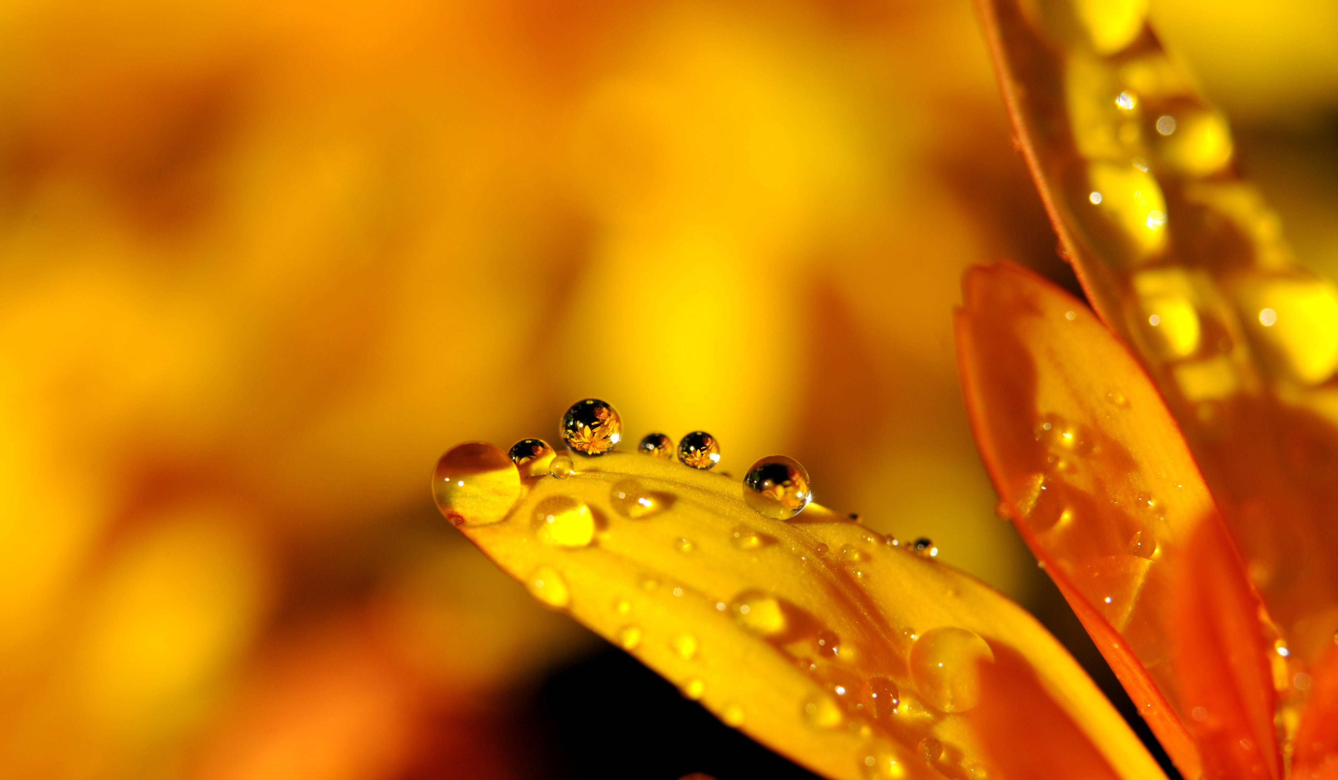 水滴 雨滴 花 镜像 4K壁_12891