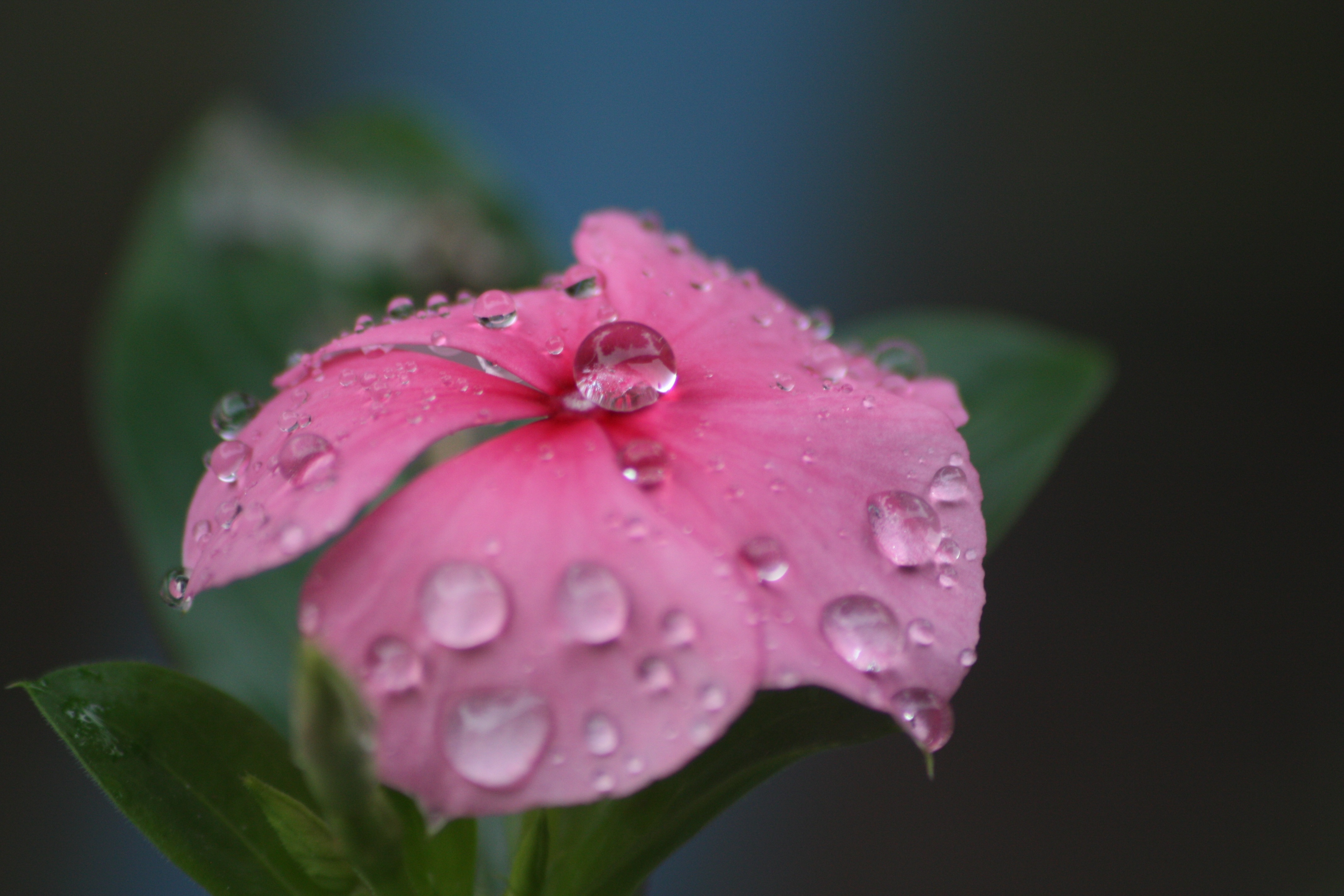 水滴 鲜花 雨 自然 粉红_10509