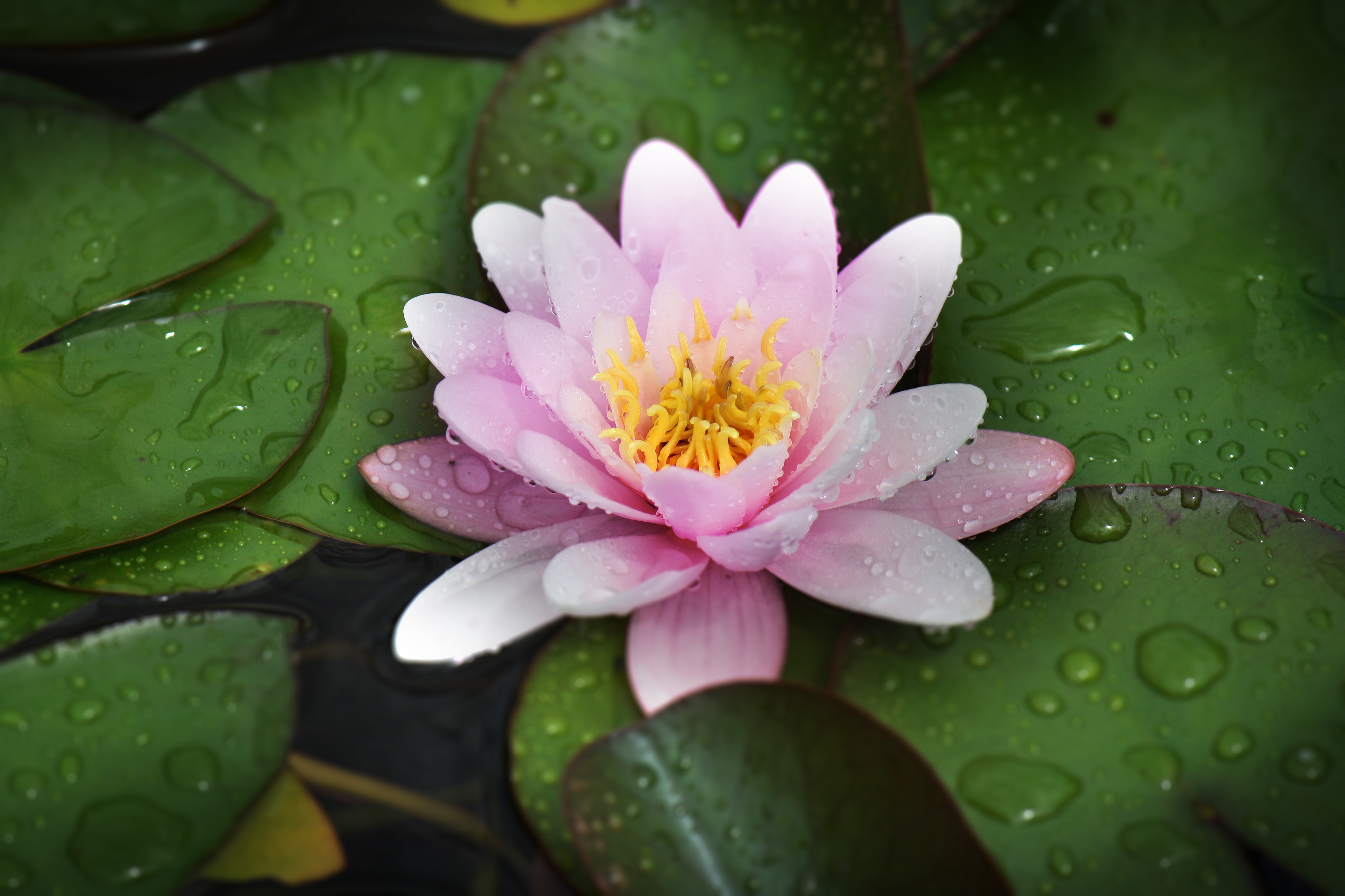 池塘植物 睡莲 4K壁纸_8305