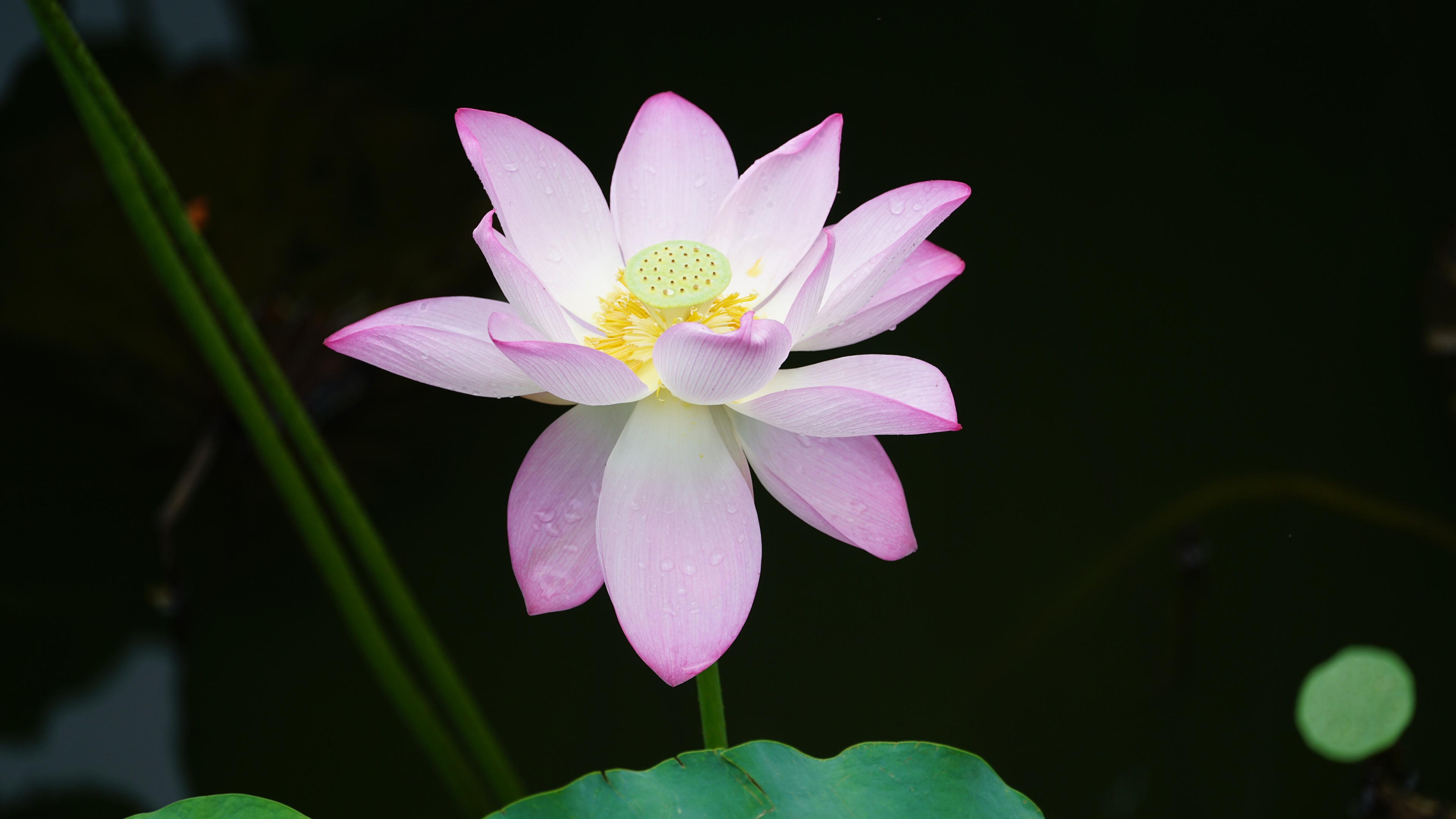 池塘粉色荷花4k壁纸_5849
