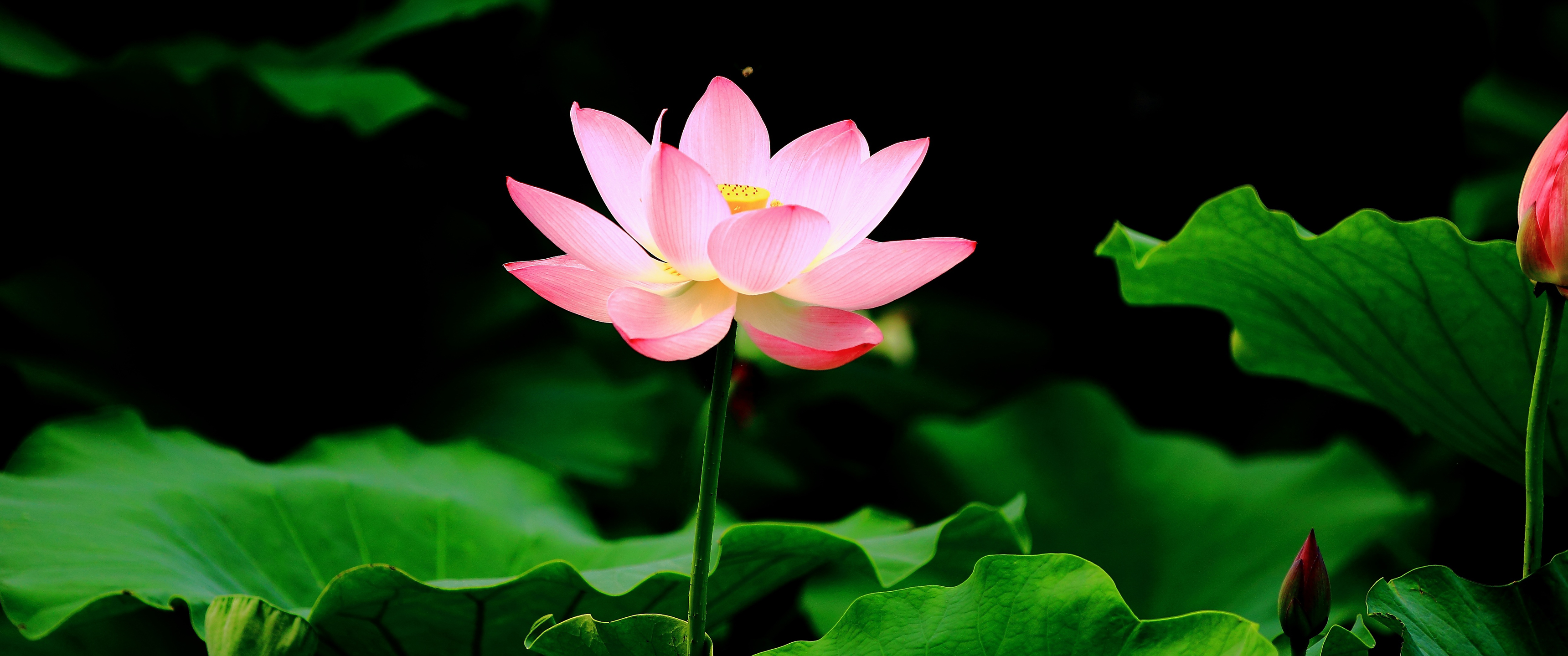 池塘荷花3440x1440壁纸_18806
