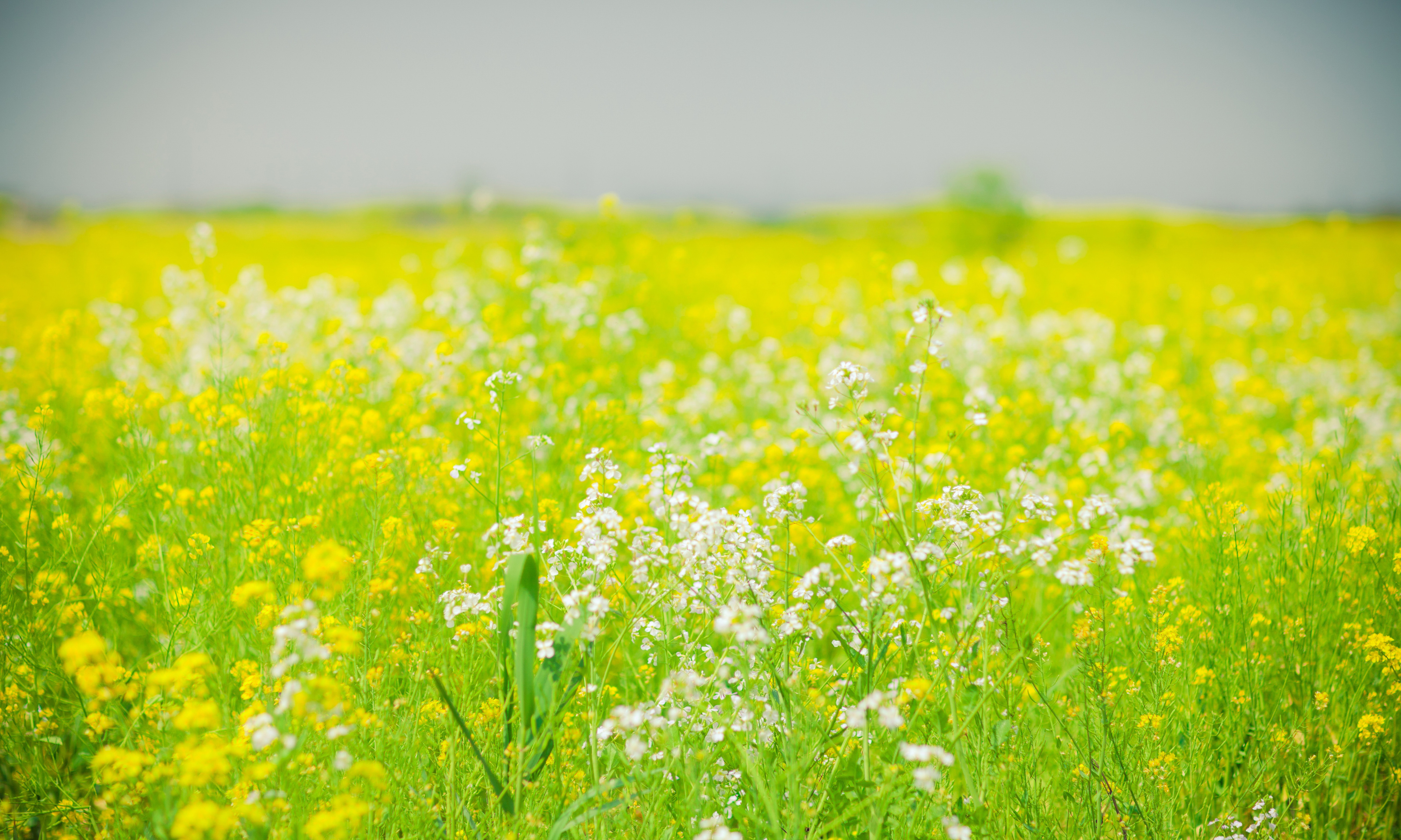 油菜花高清4k壁纸_5893