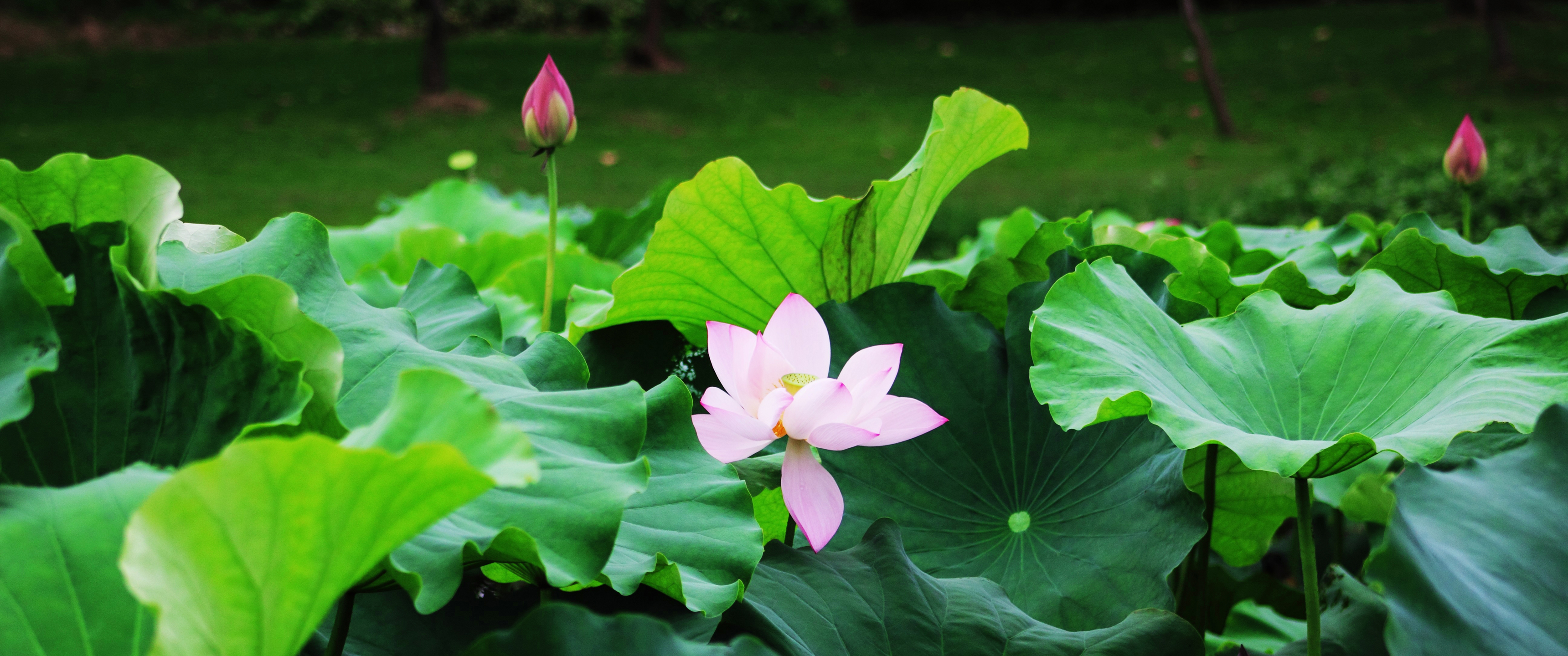 淡雅荷花3440x1440带鱼_20261