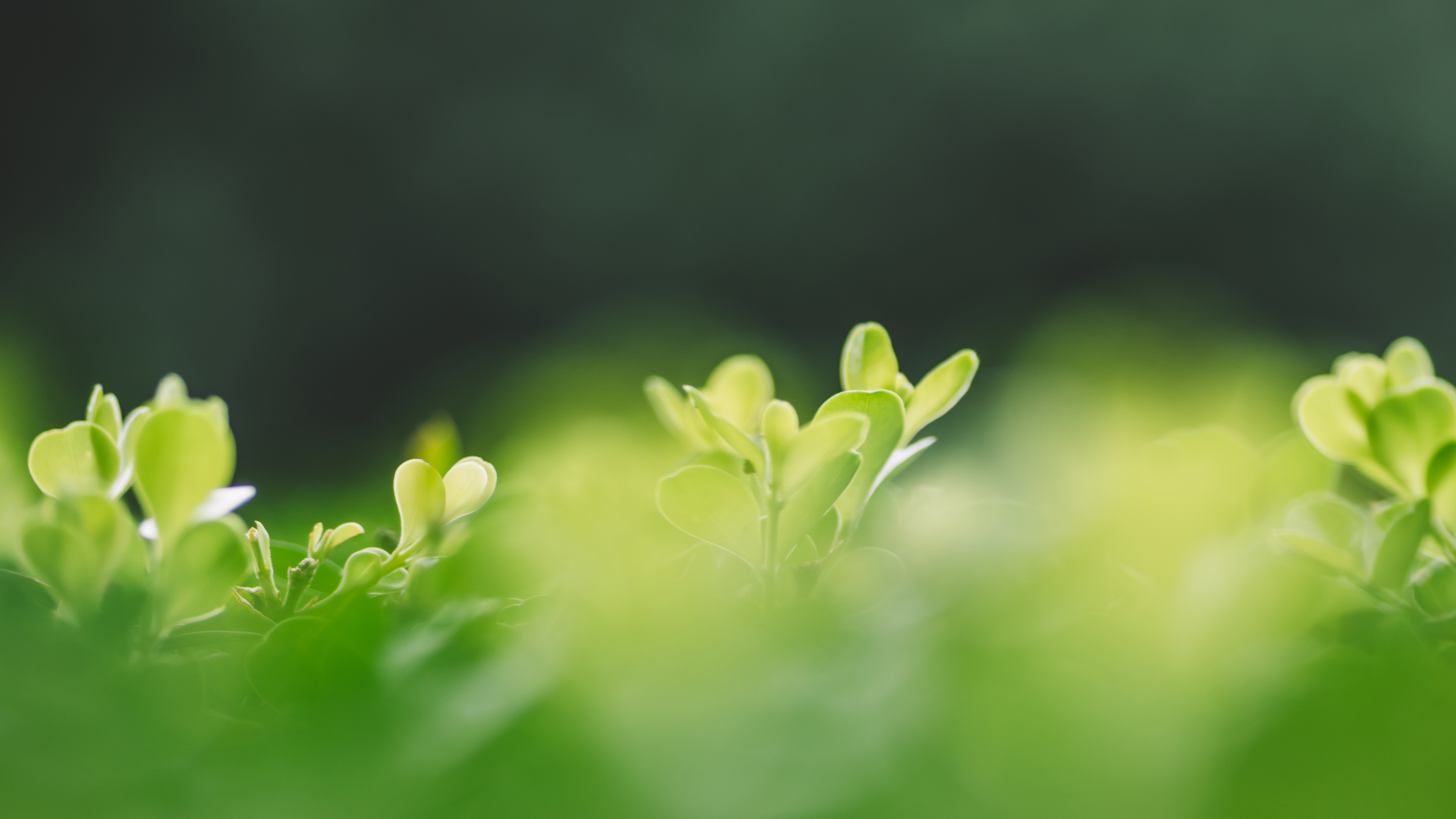 清新植物绿色背景图片_2618