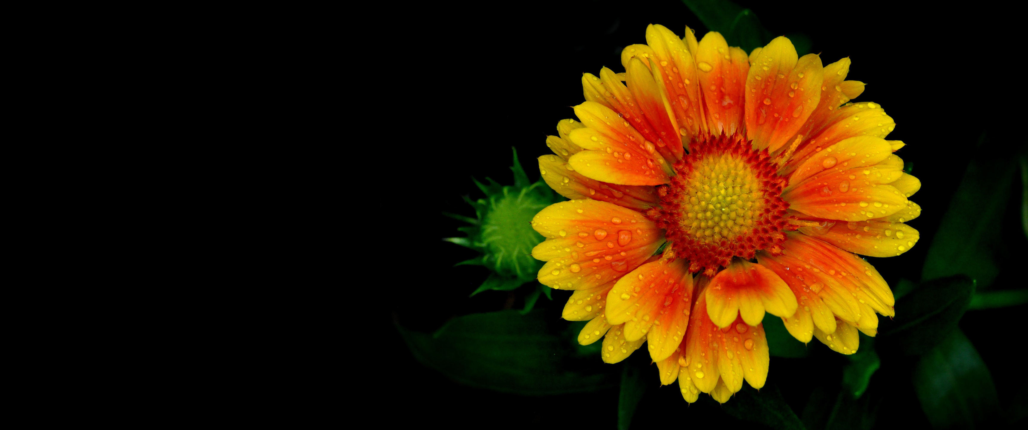 漂亮花瓣3440x1440壁纸_16269