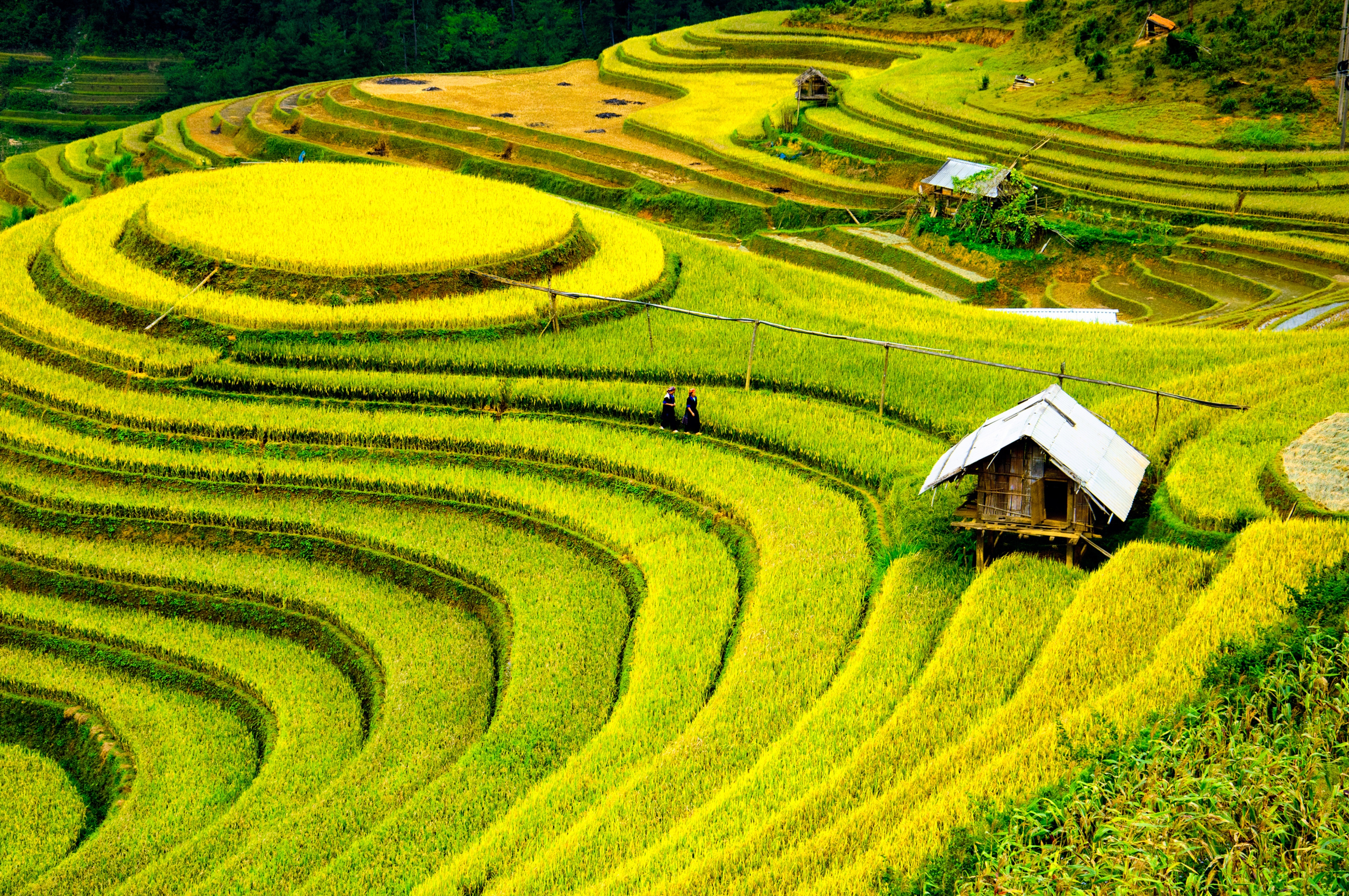 梯田水稻种植园4K风景壁_6984