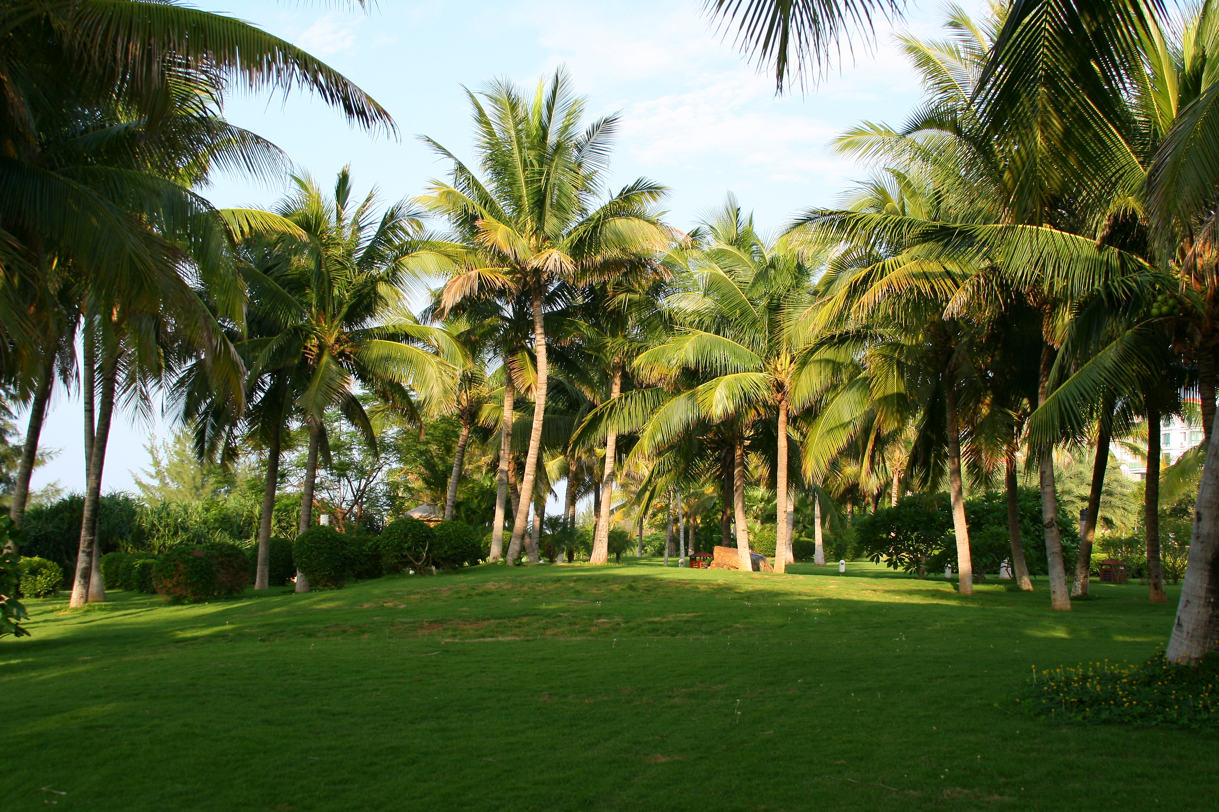 棕榈树 公园 美丽的风景_6991