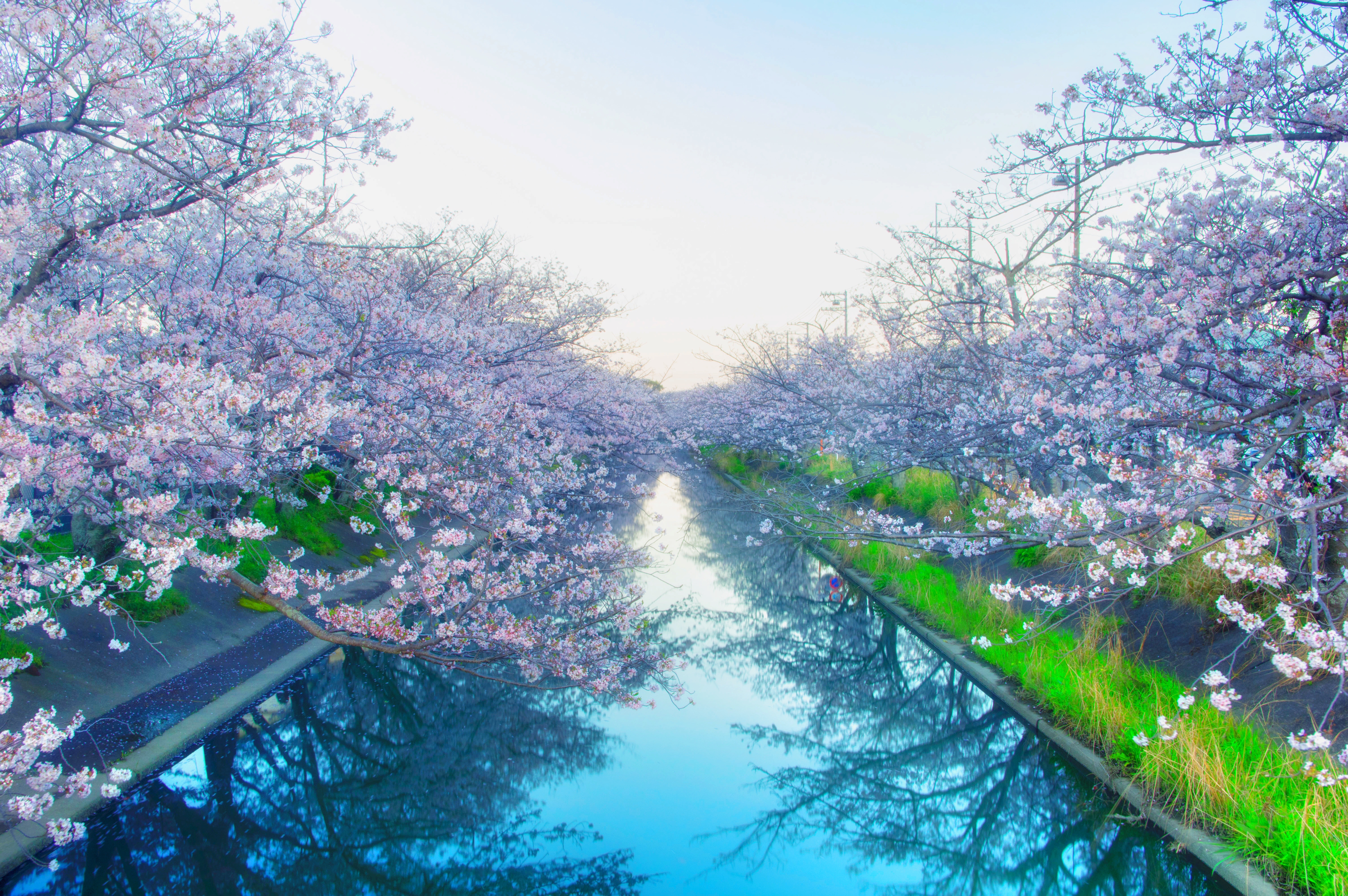 河岸边的花6k风景摄影图_6003