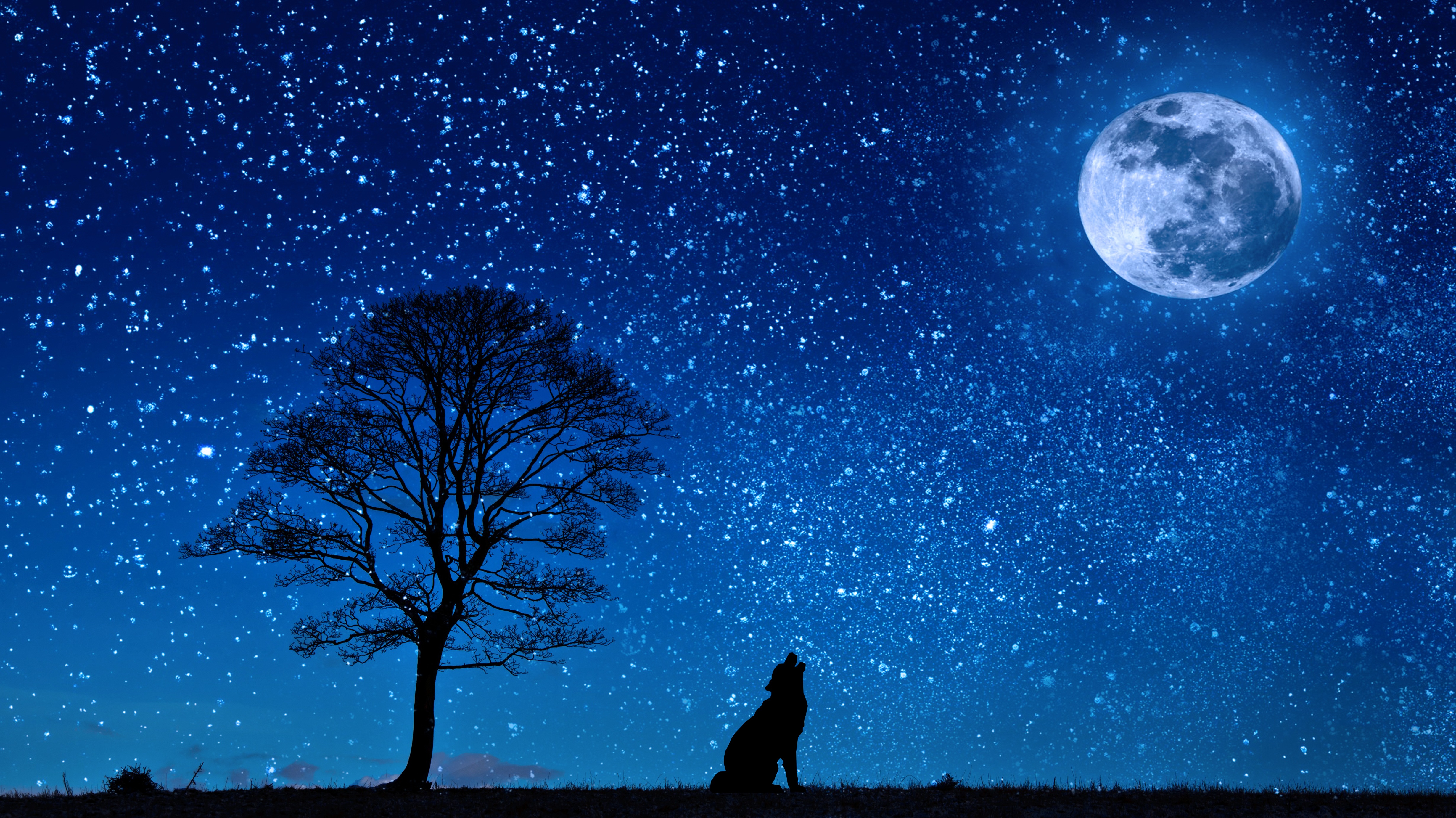 狗 狼 月球 树 夜 繁星_11078