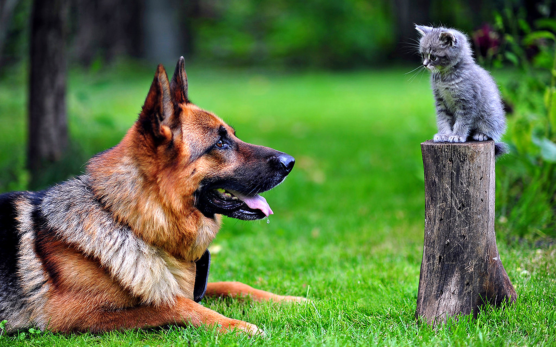 猎犬和小猫图片_3887