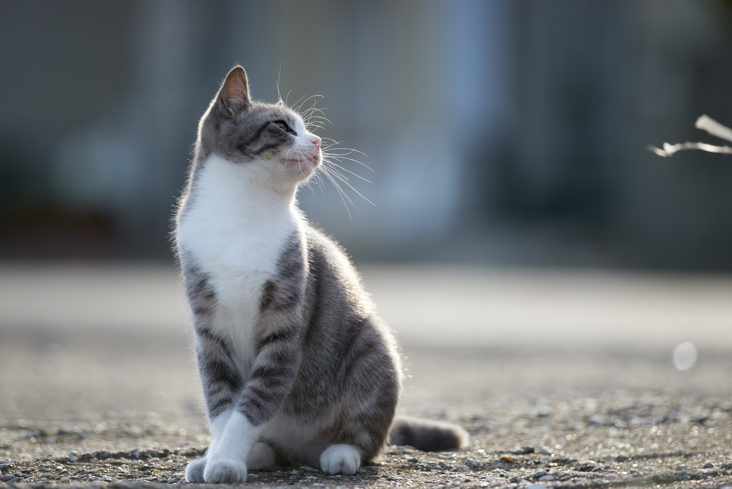 猫写真图片_4161