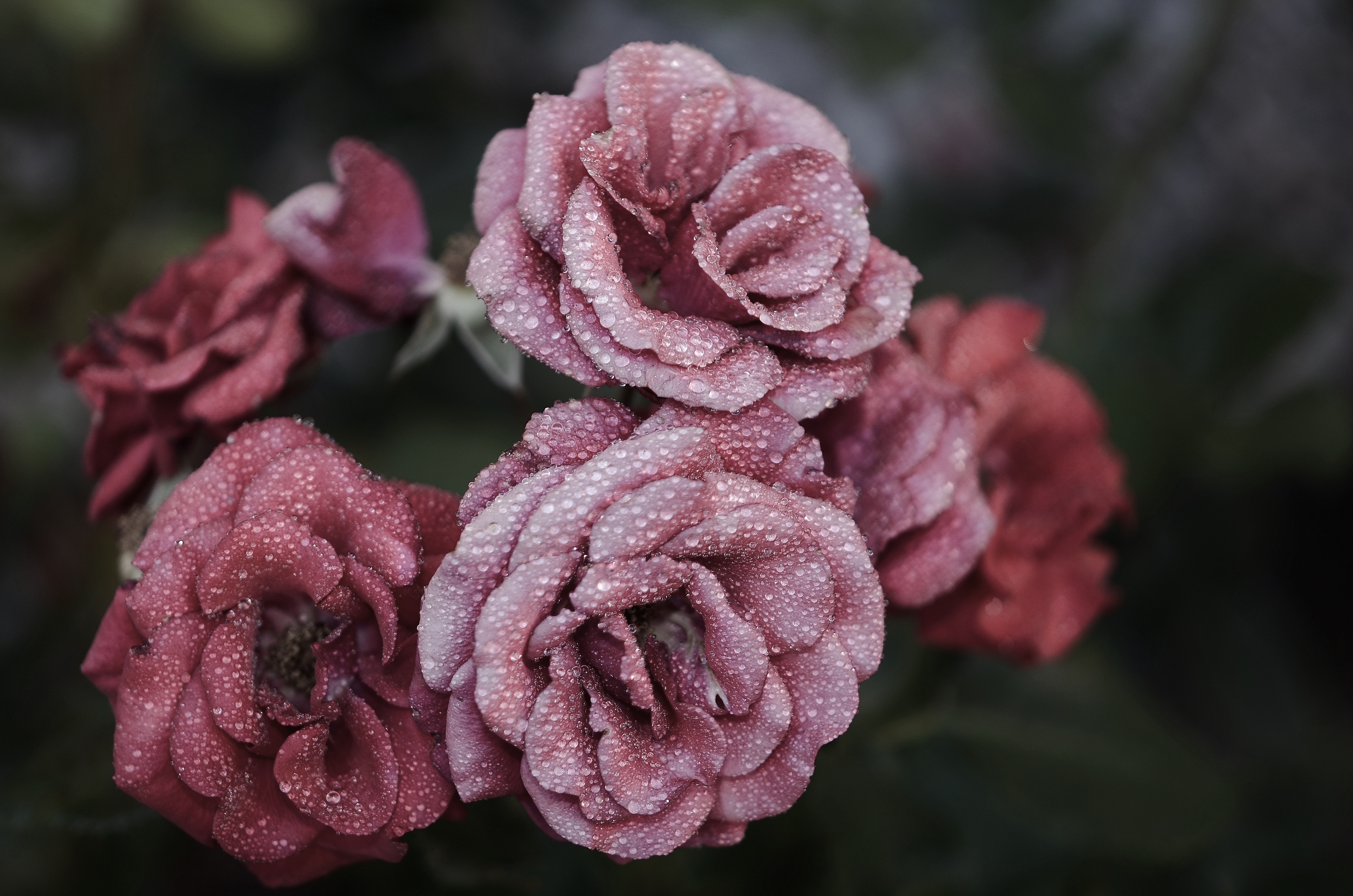 玫瑰花 粉红色 自然 水_11413
