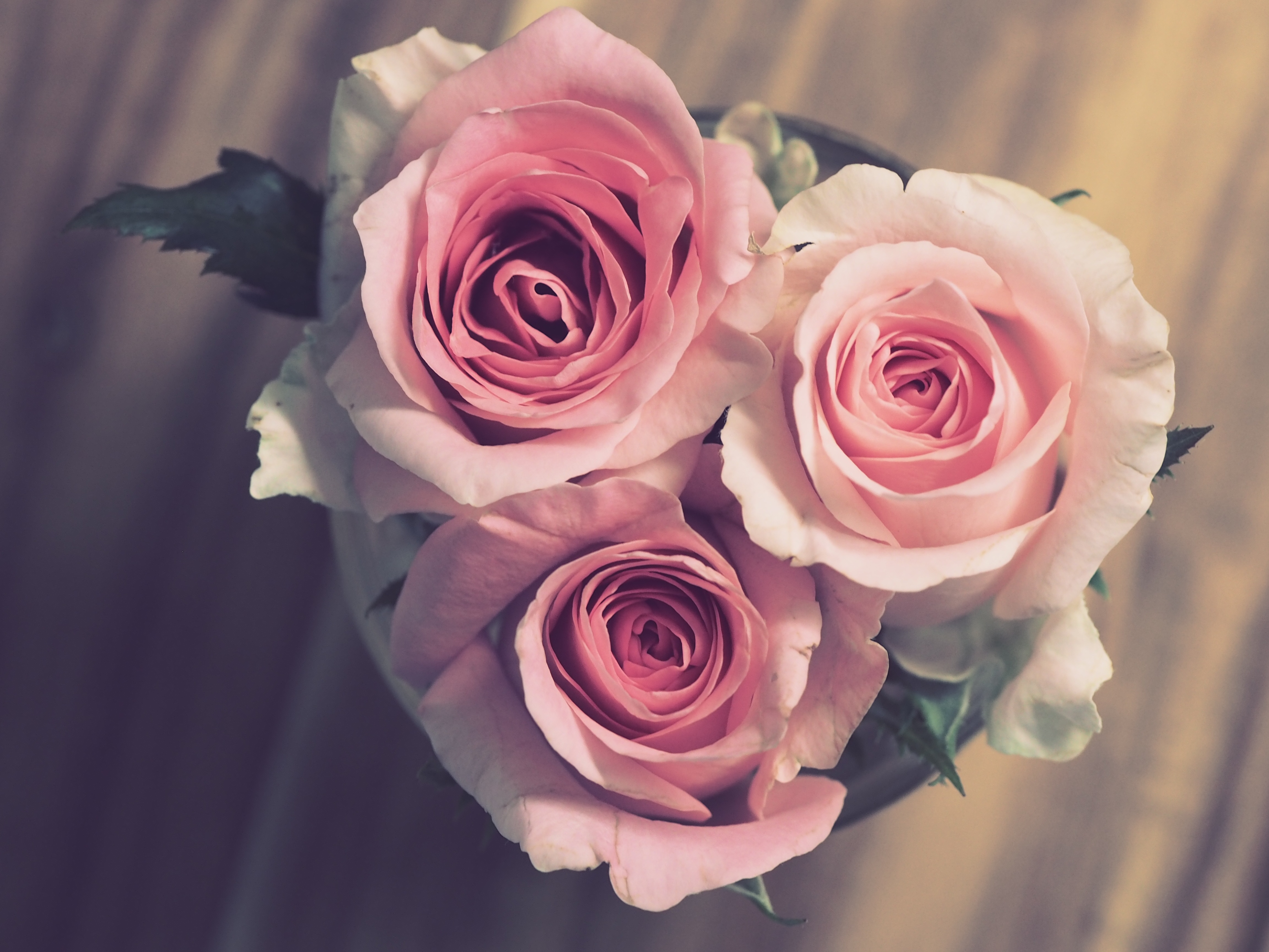 玫瑰花 花瓣 爱 花束 浪_20828