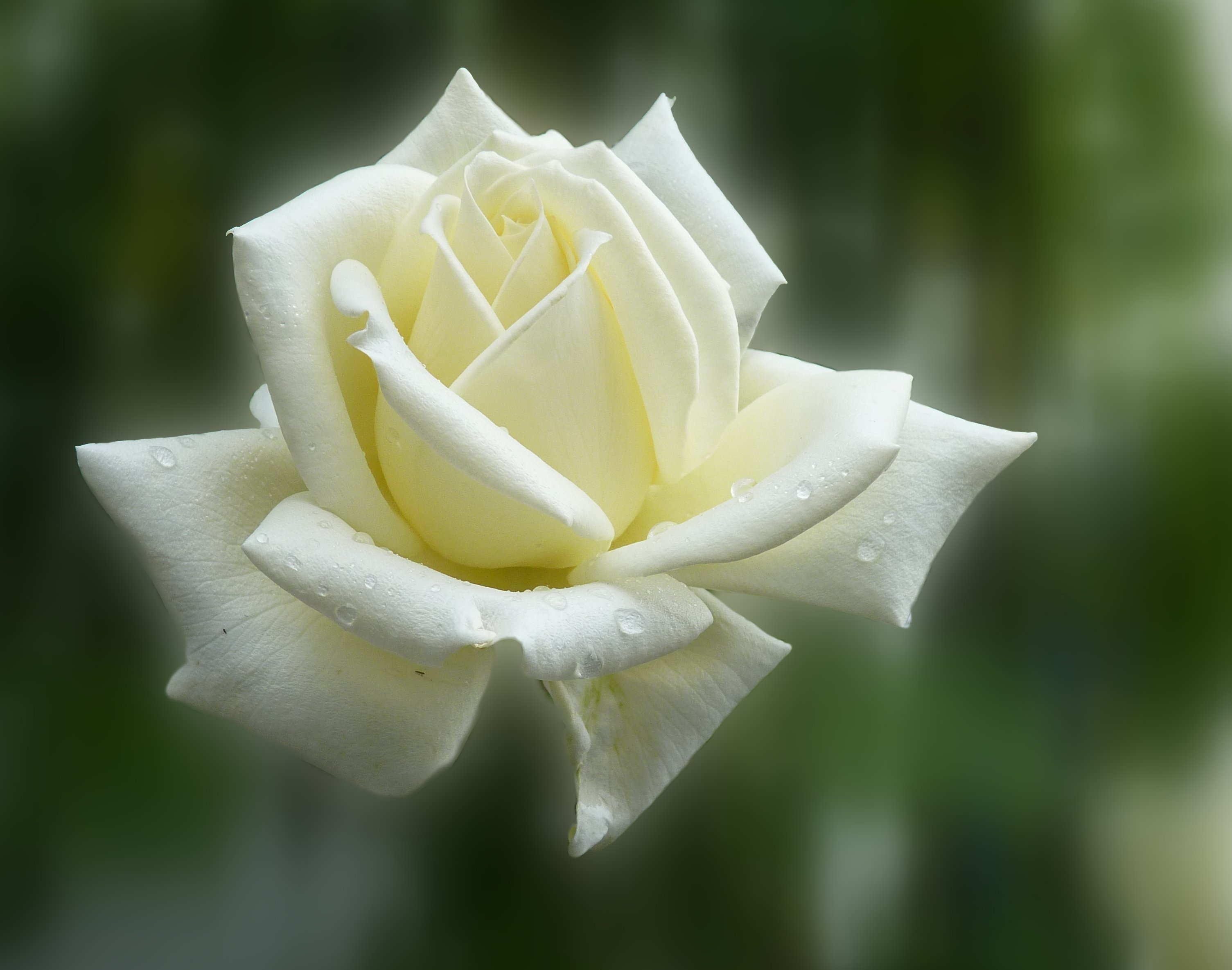 玫瑰花 鲜花 花园玫瑰_11191
