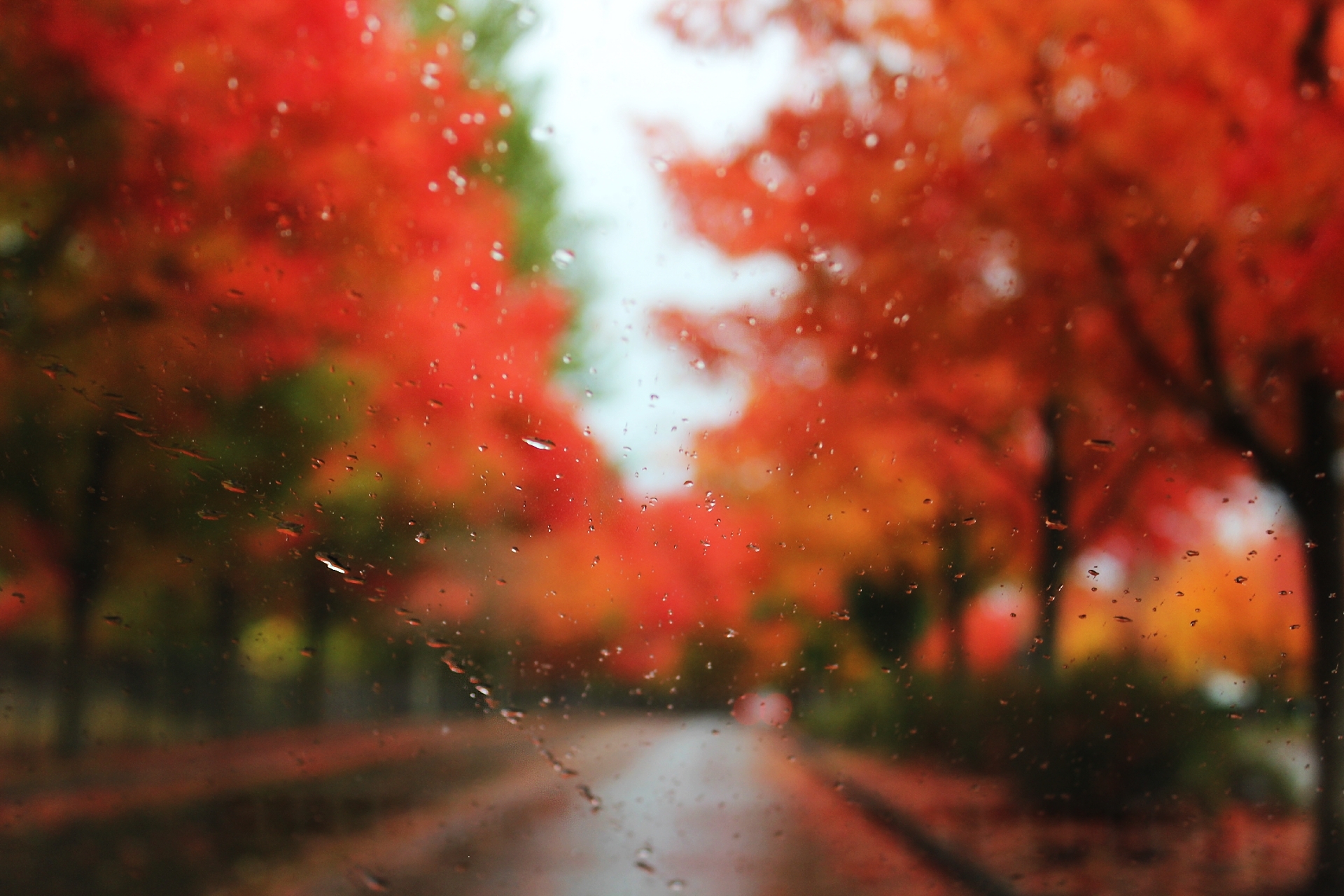 玻璃 道路 树木 秋天 雨_4605