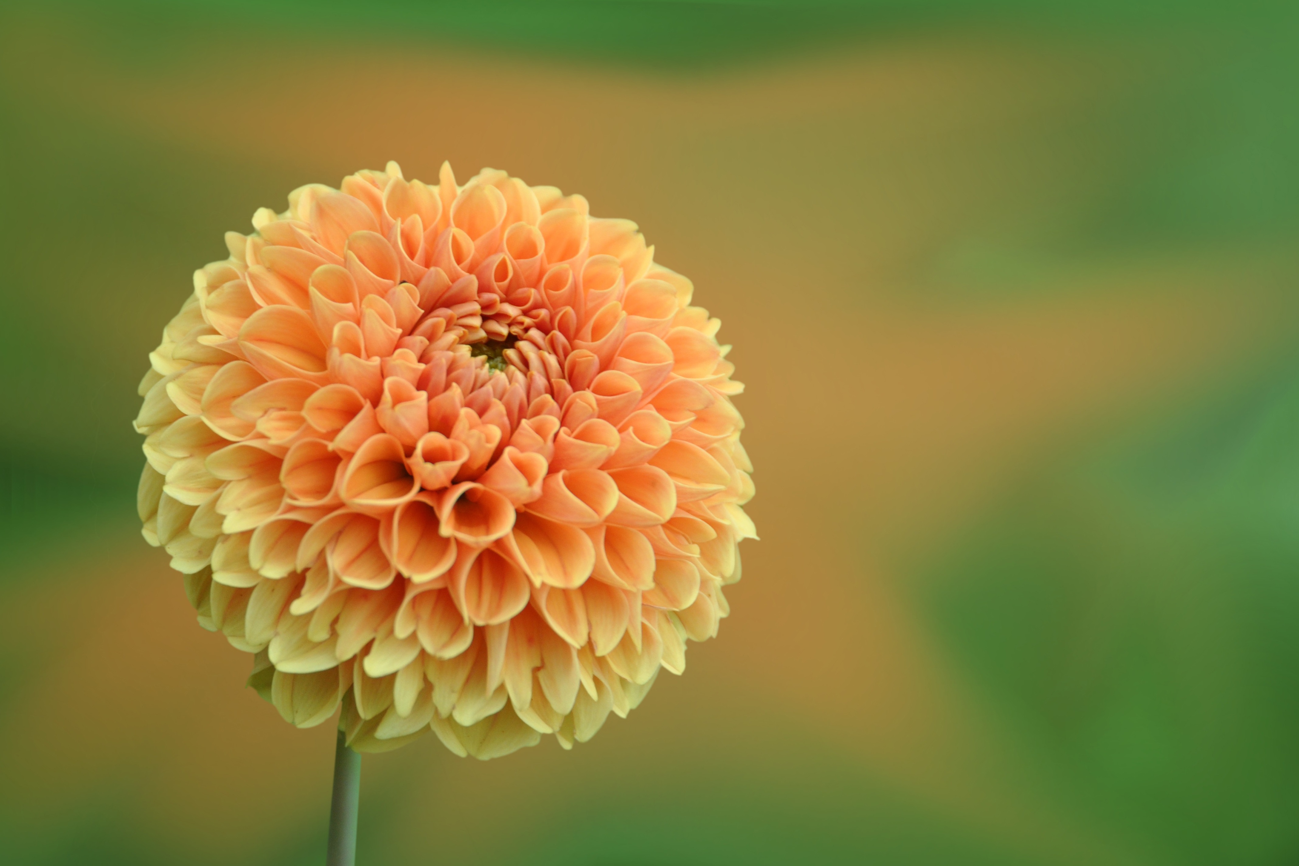 球花4k图片_6344