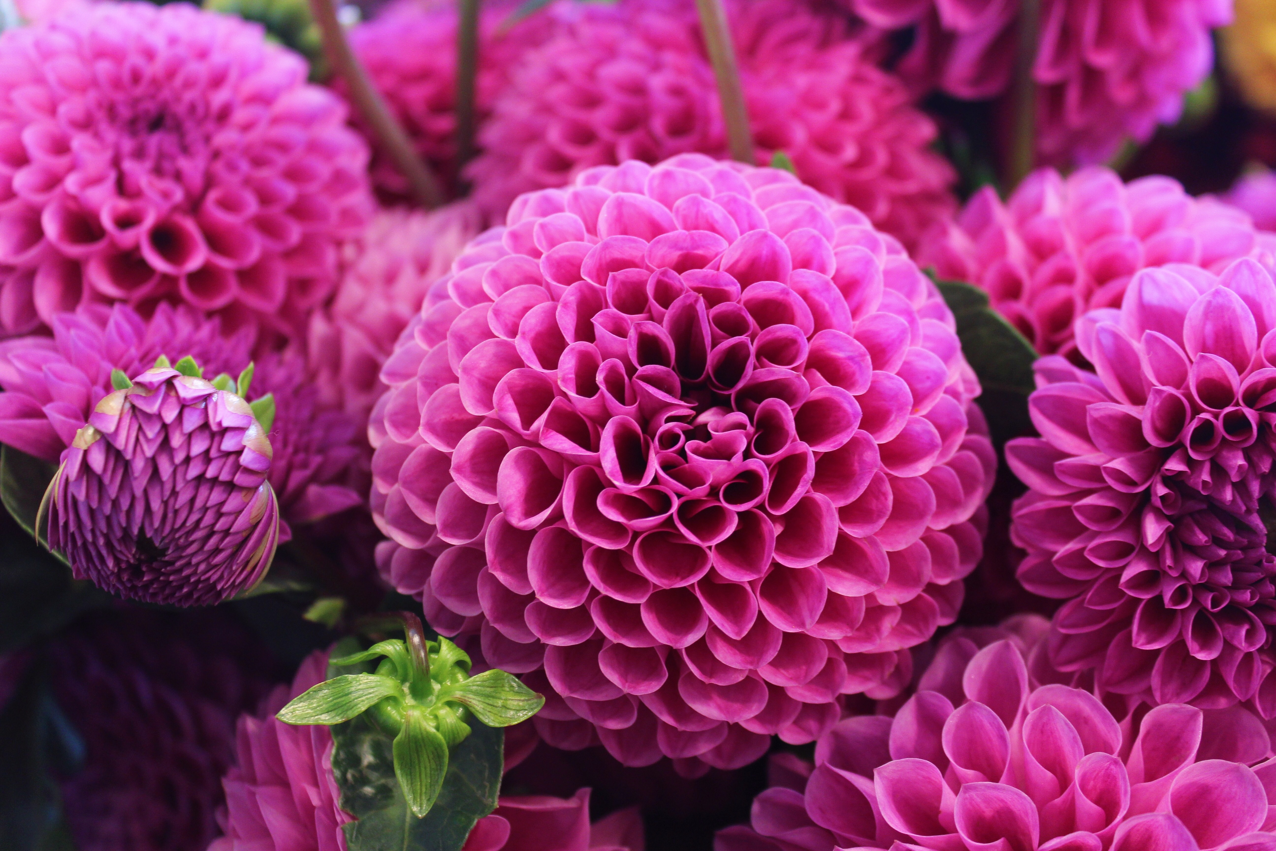 球花5k壁纸_6166