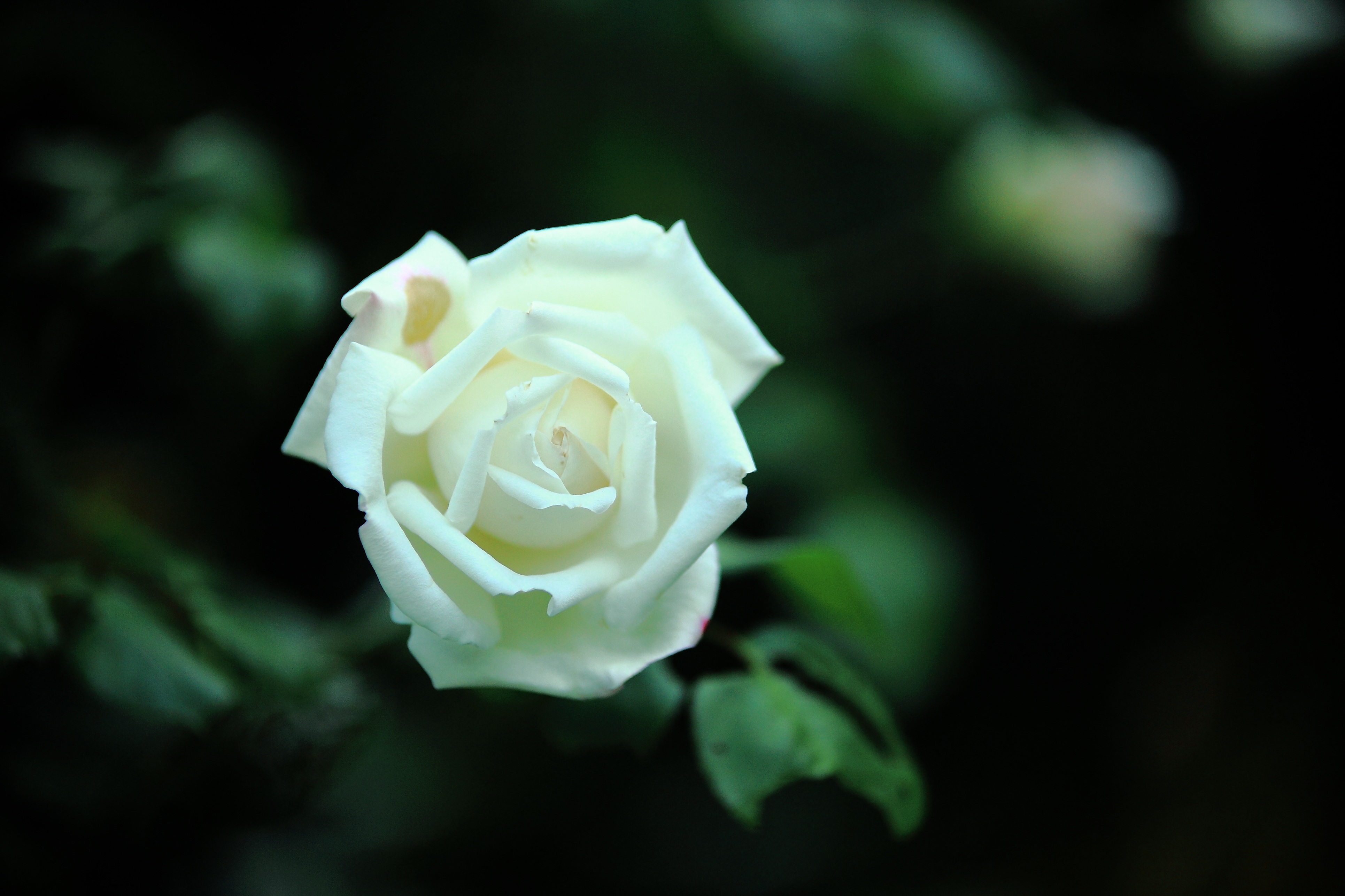 白玫瑰花4K壁纸_9985