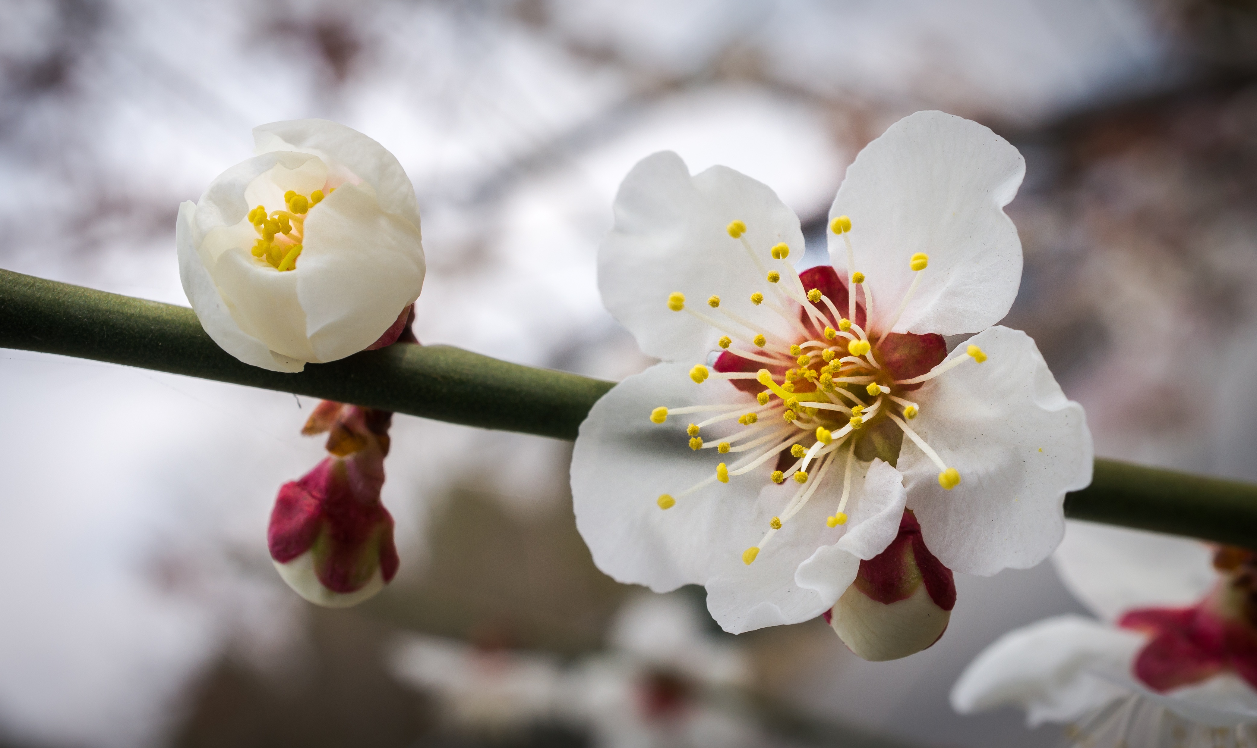 白色樱花4K壁纸_7494