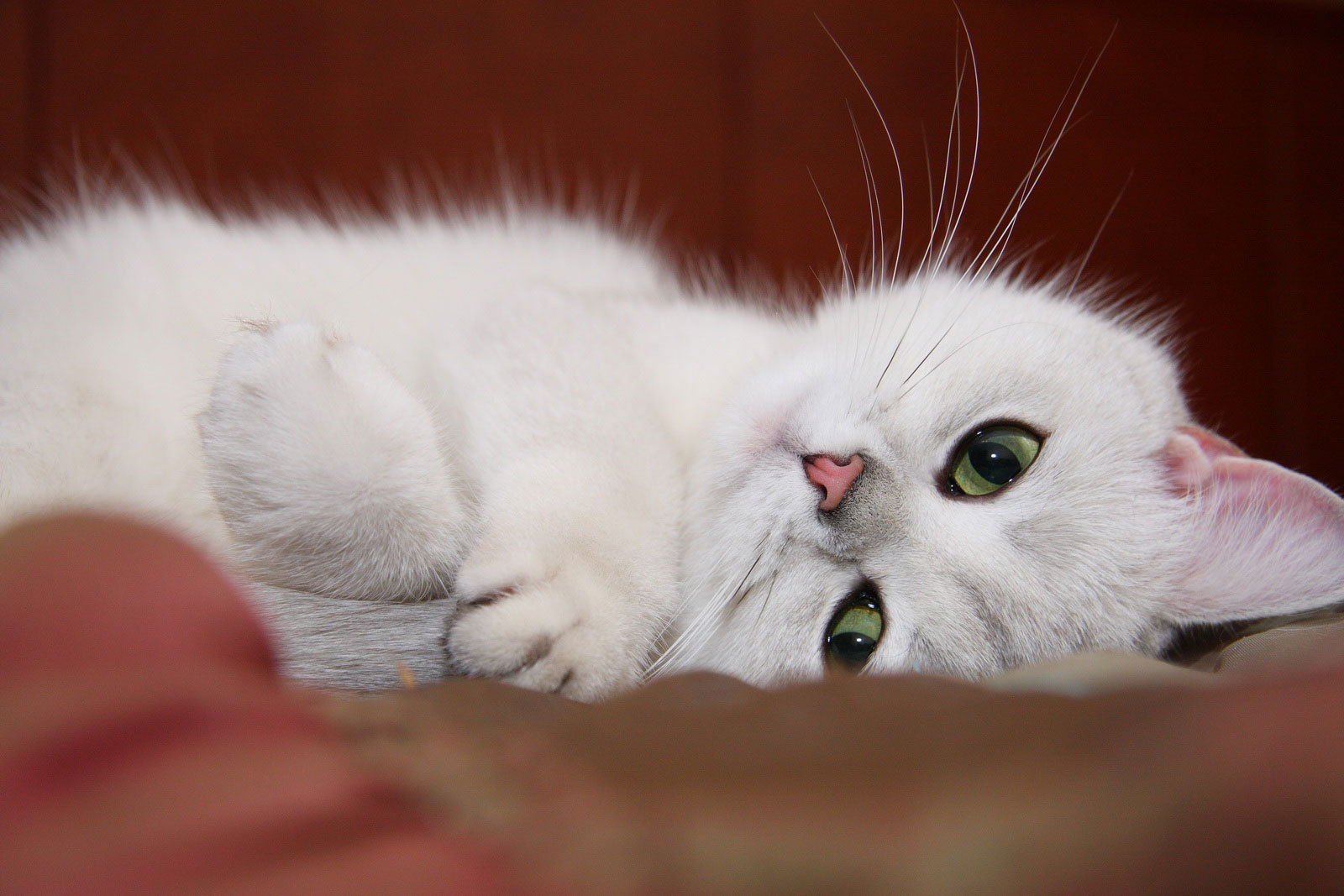 白色的小猫 胡须 睡姿_3348
