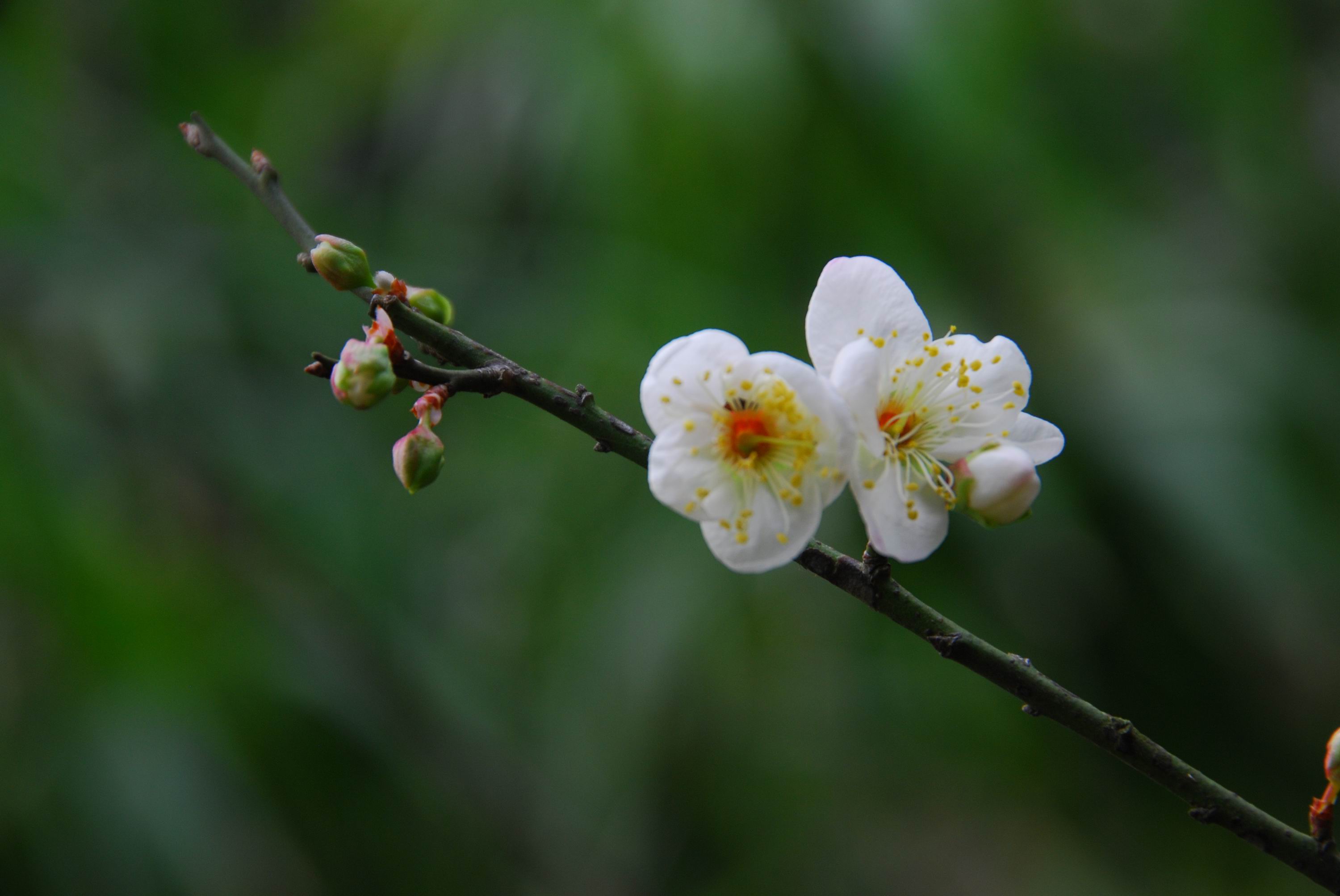 白色的梅花摄影图片_4441