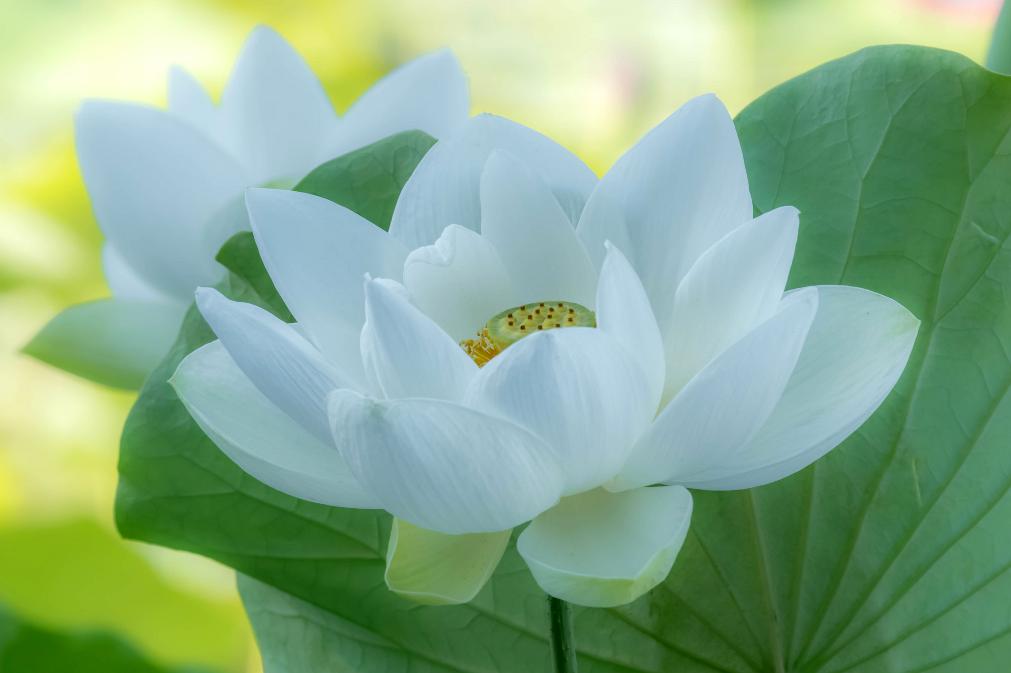 白色莲花图片_4138