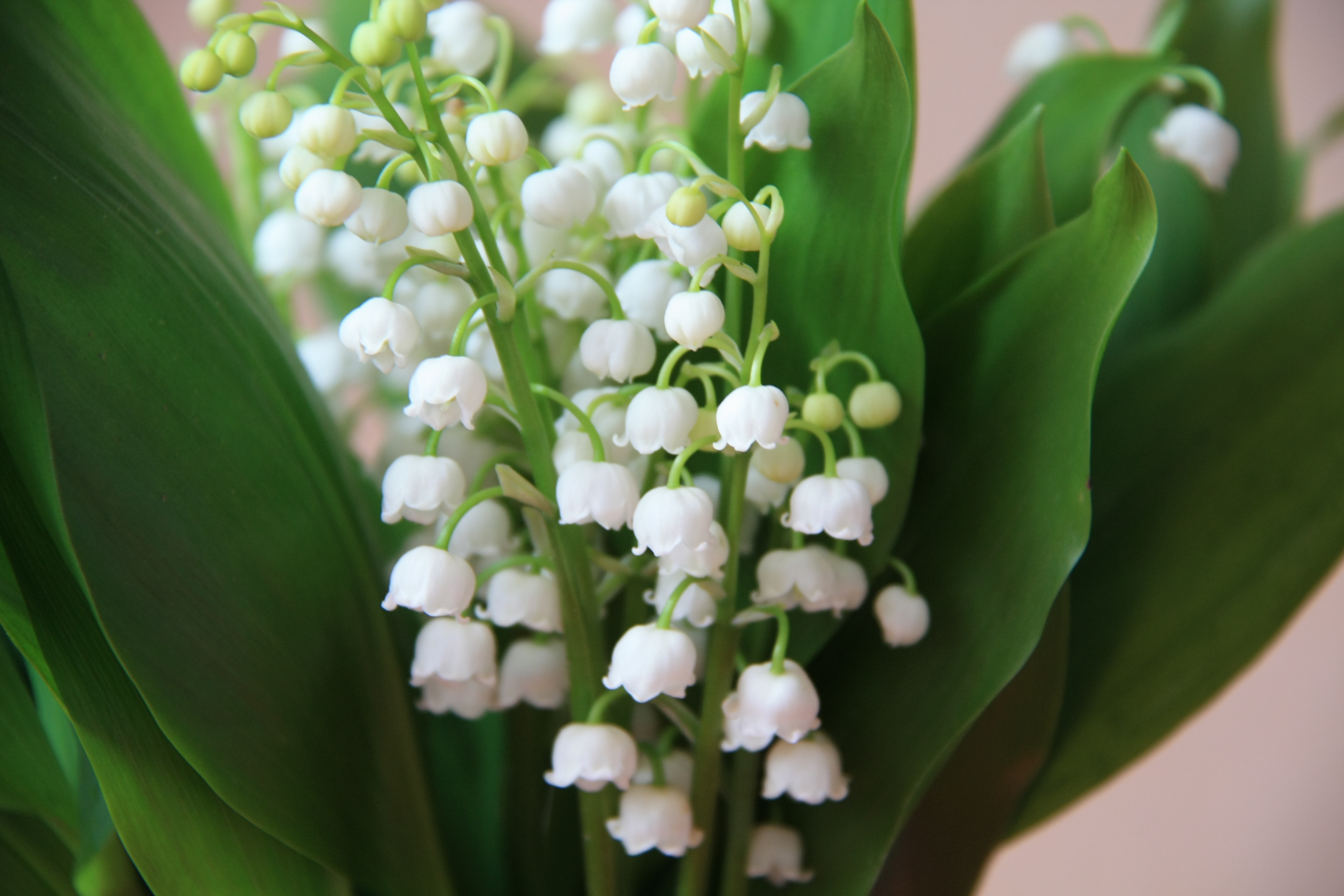 白色铃兰花 花束 图片_2865