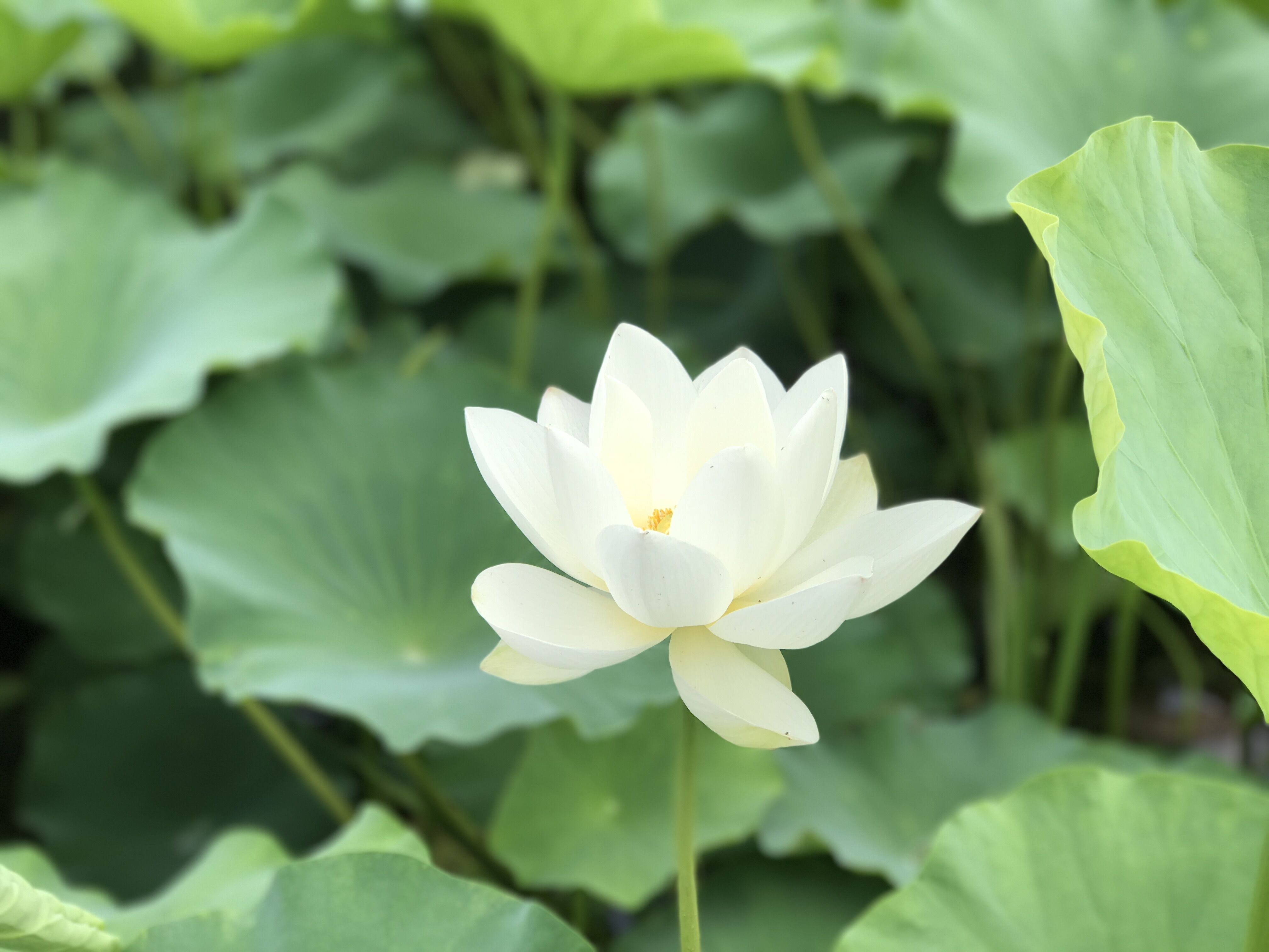 白莲花4K壁纸_10717