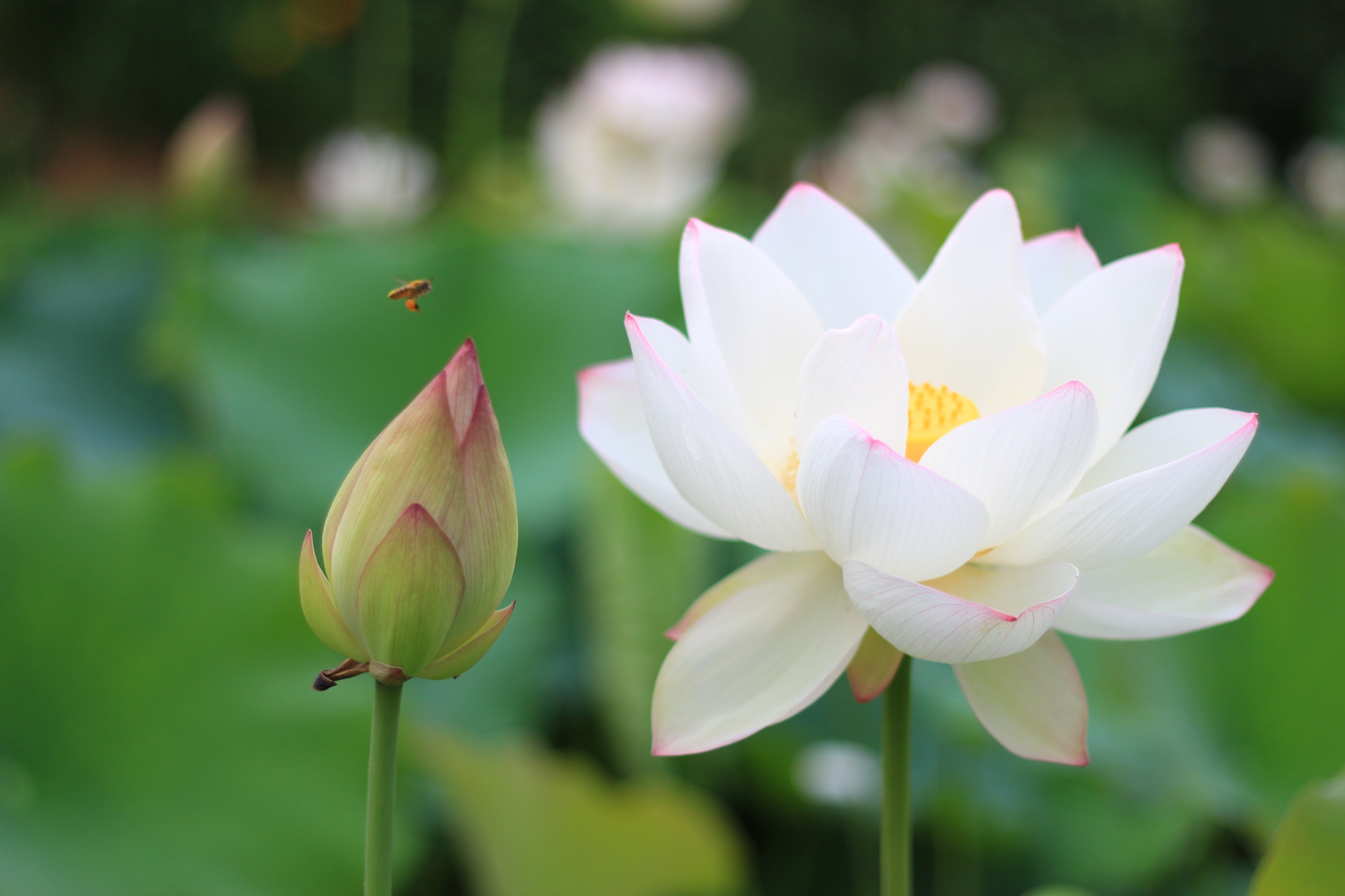 盛放的白莲花图片_2594
