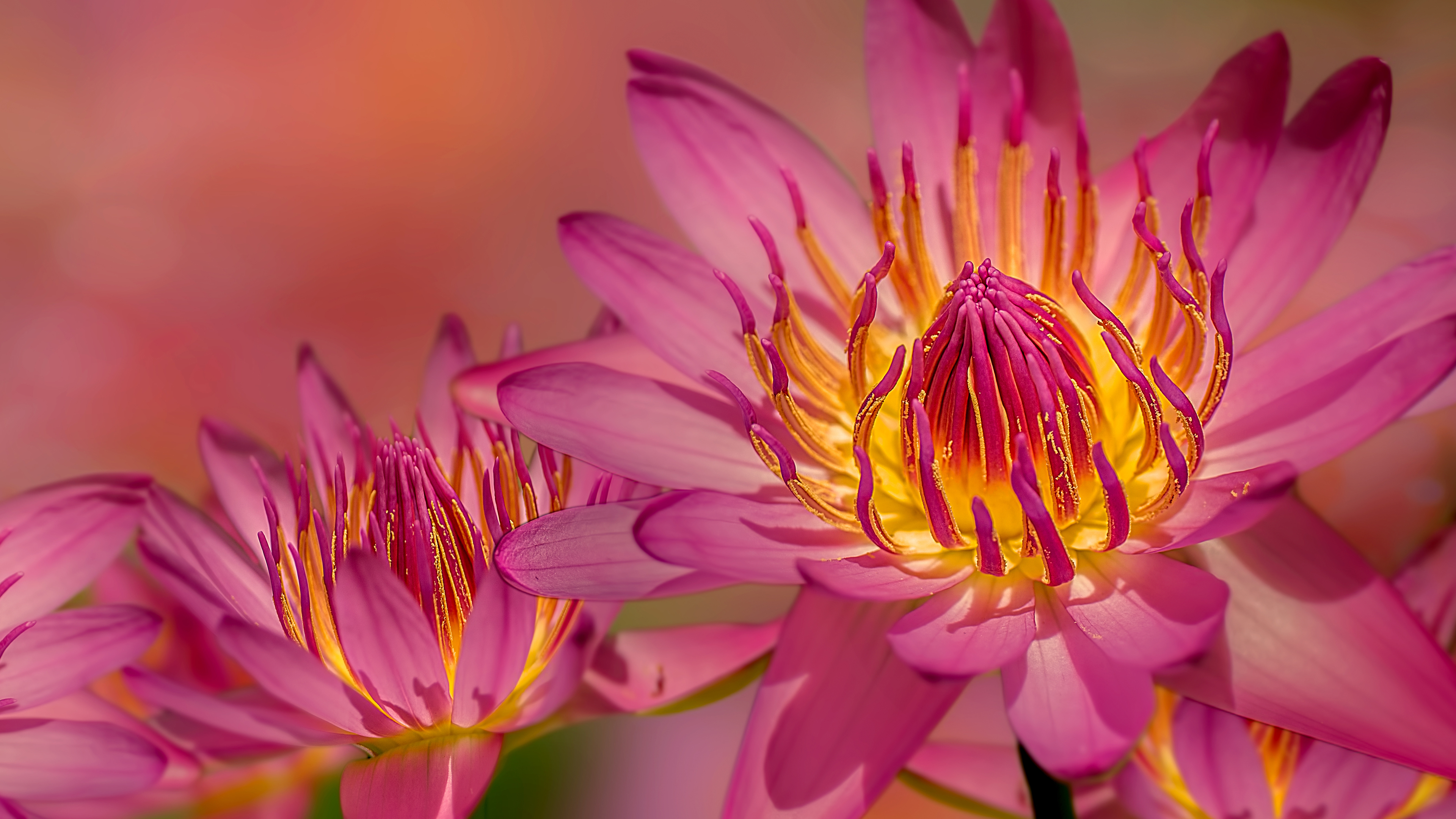 睡莲3840x2160壁纸_12675