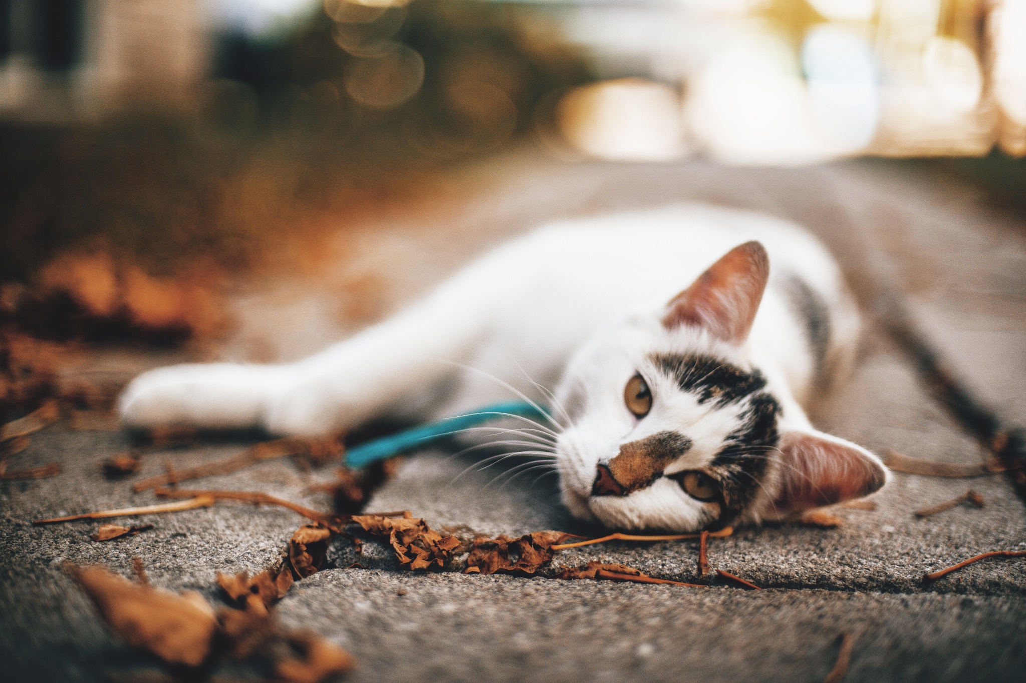 秋天 猫图片_4046