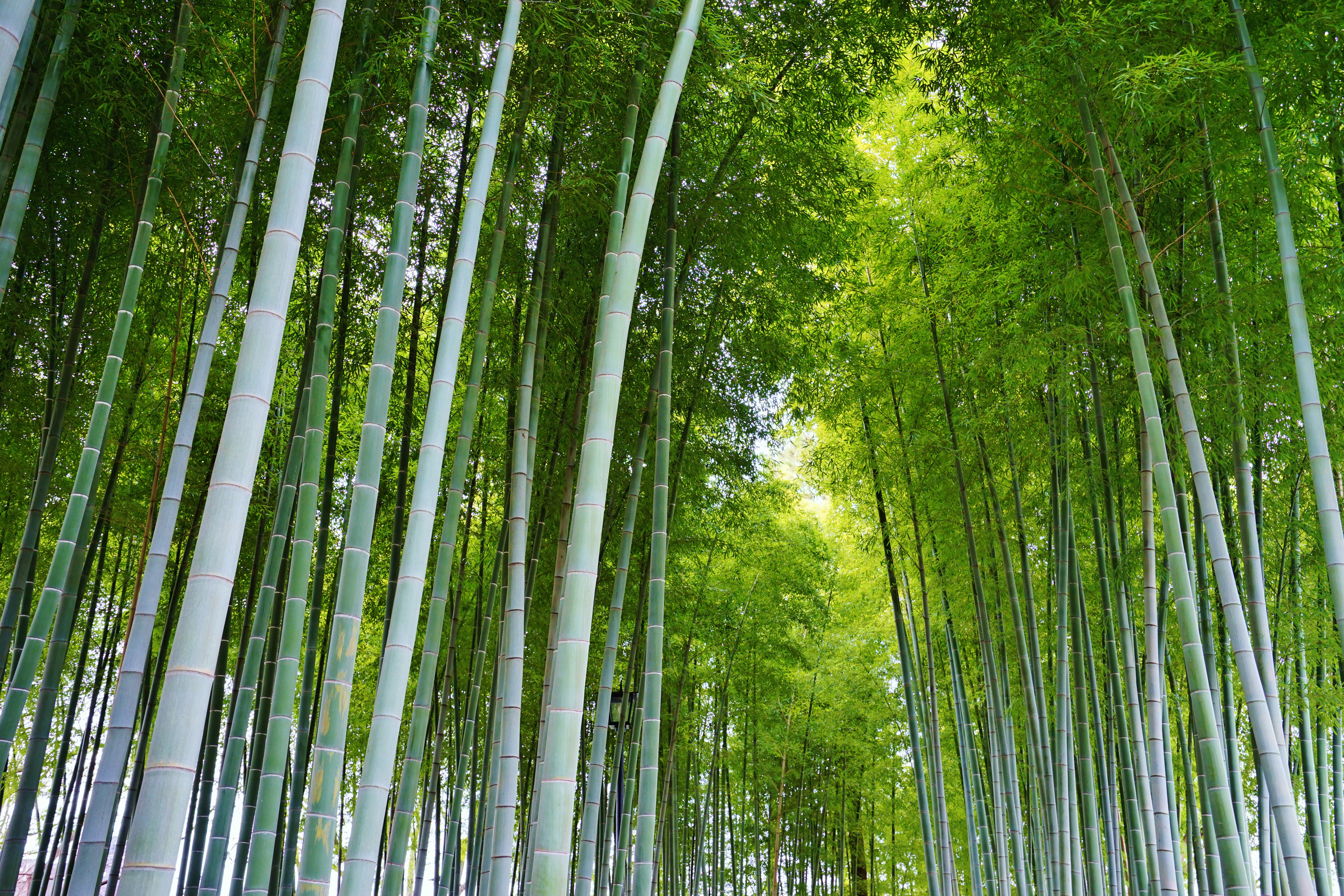 竹林 竹子 竹叶4k高清壁_5817