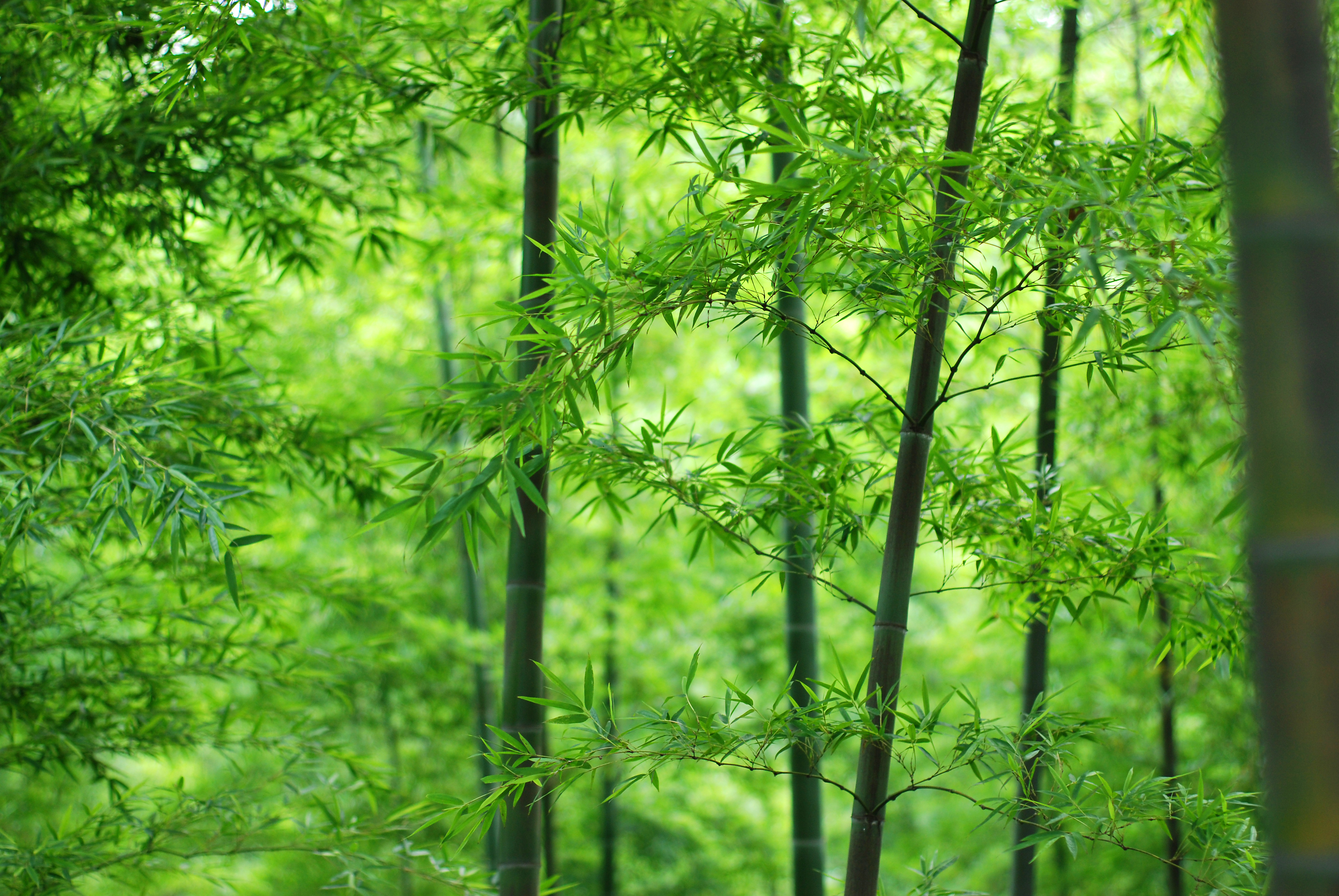 竹林 绿色竹叶 竹子 4K_10988