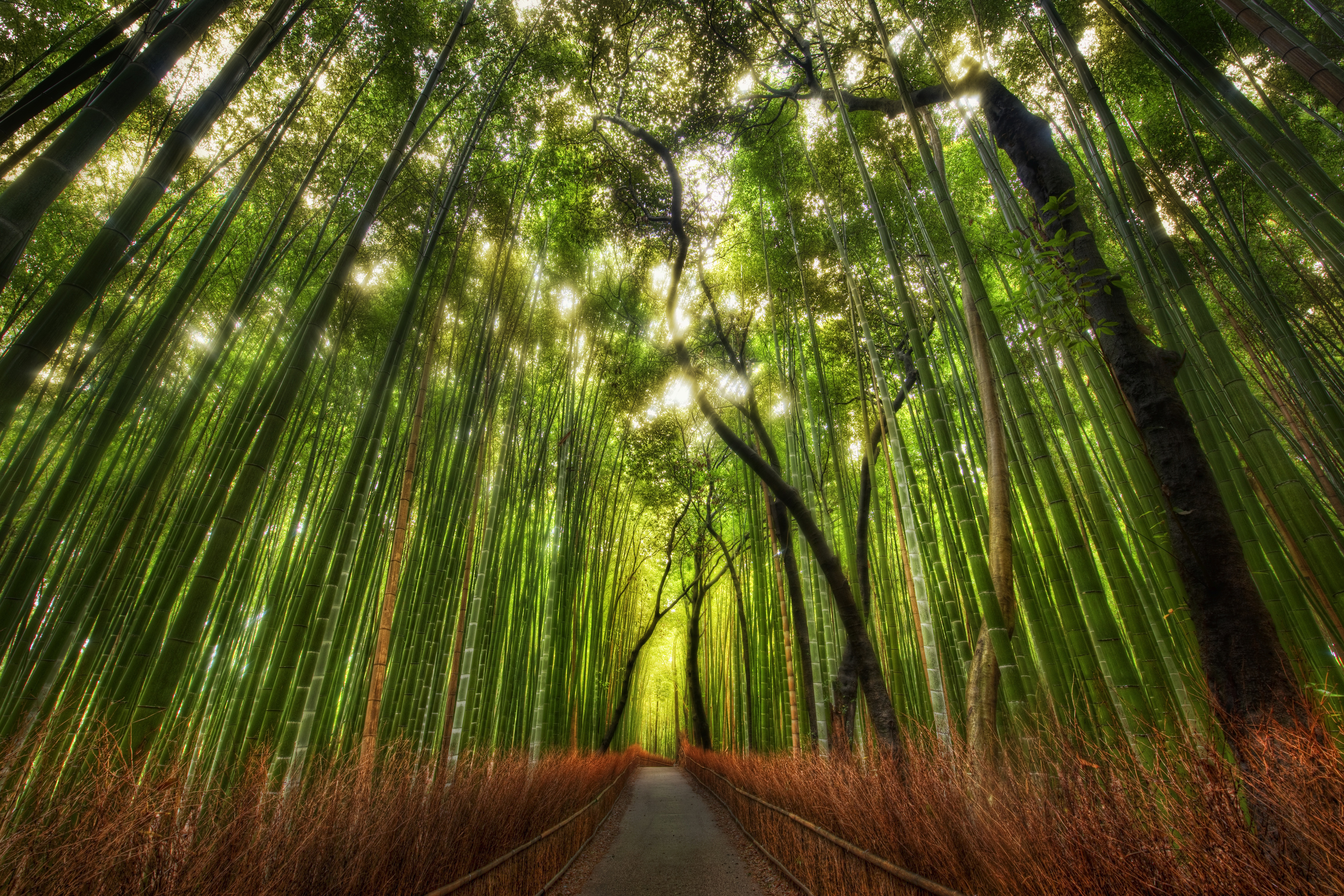 竹林小路风景4k高清壁纸_5914