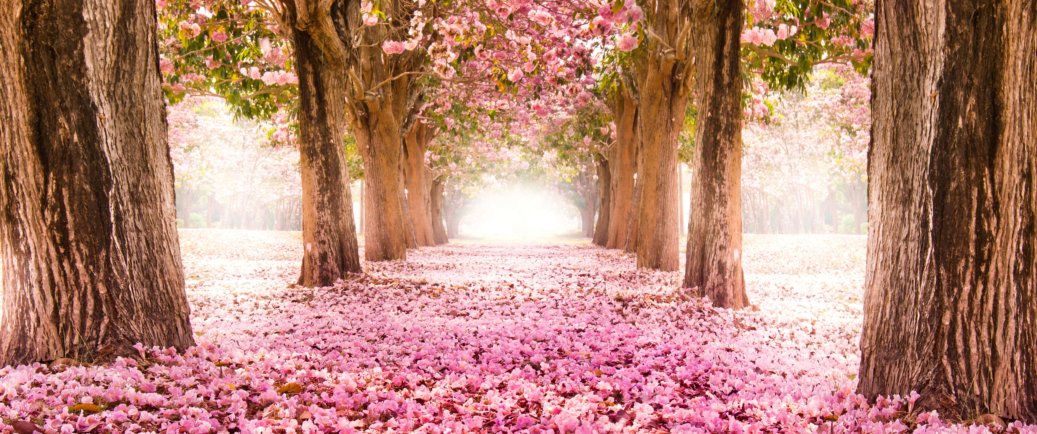 粉红色的樱花小道3440x1_15953