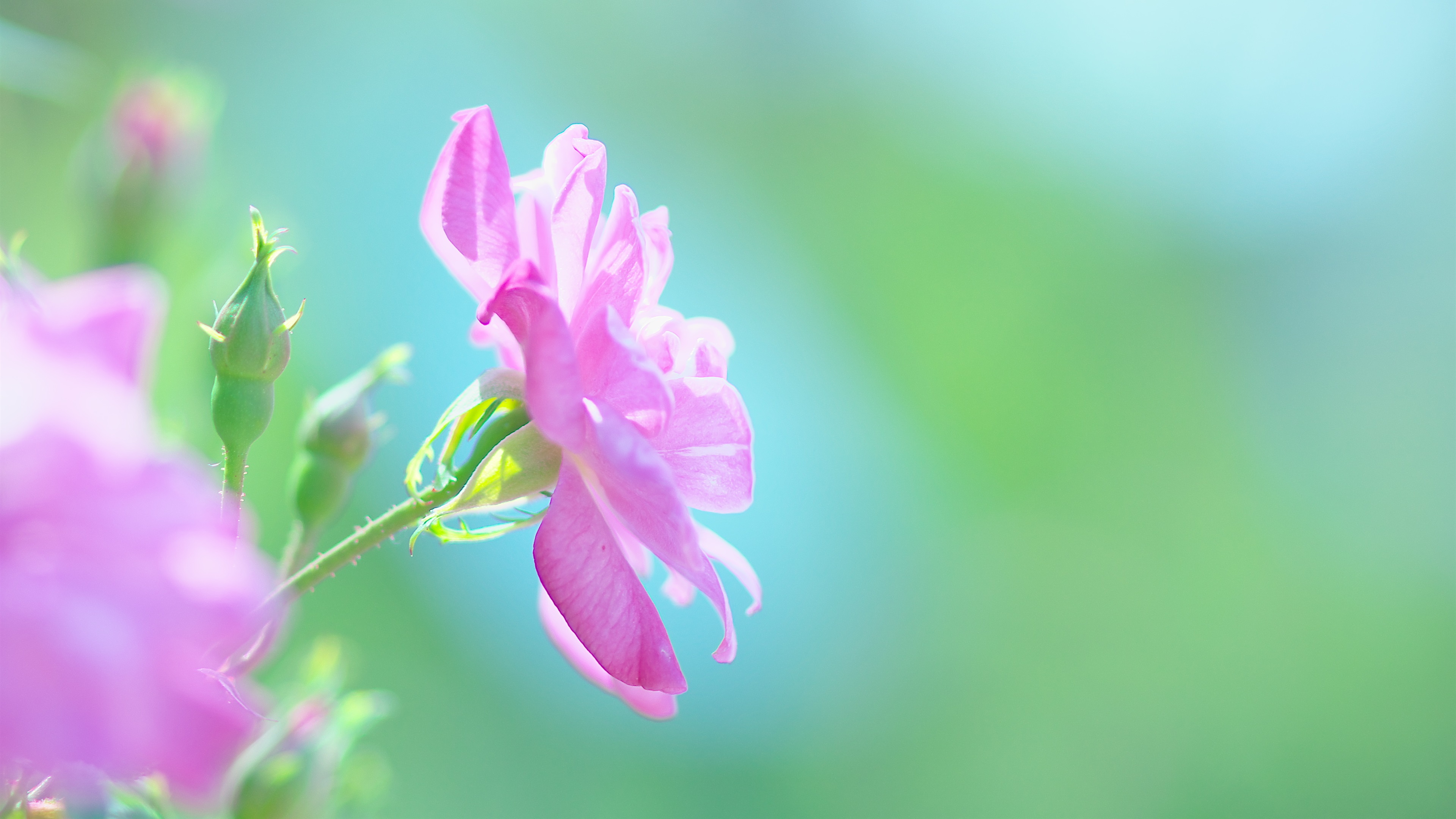 粉红色的花朵 自然 夏天_5327