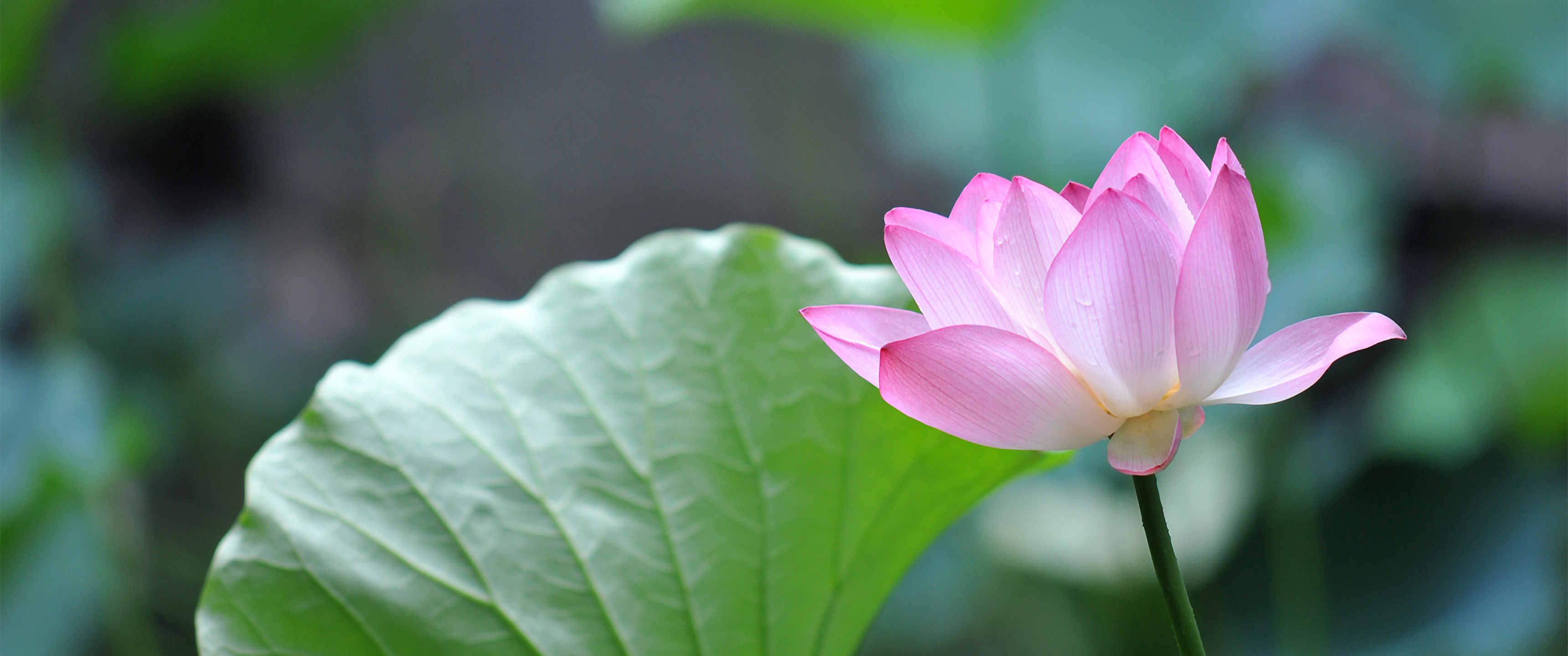 粉红色荷花3440x1440壁_19512