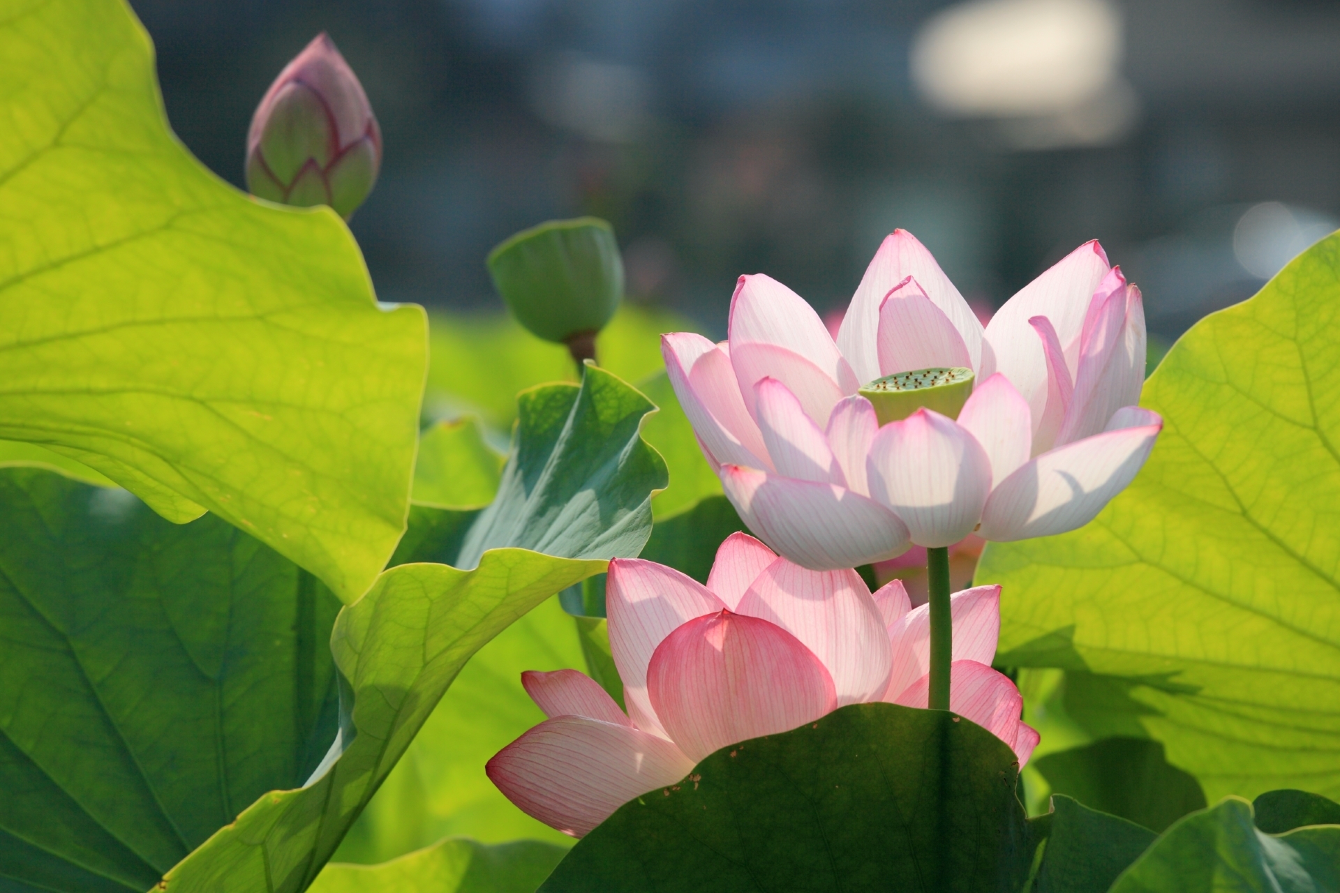 粉红色莲花图片_4482
