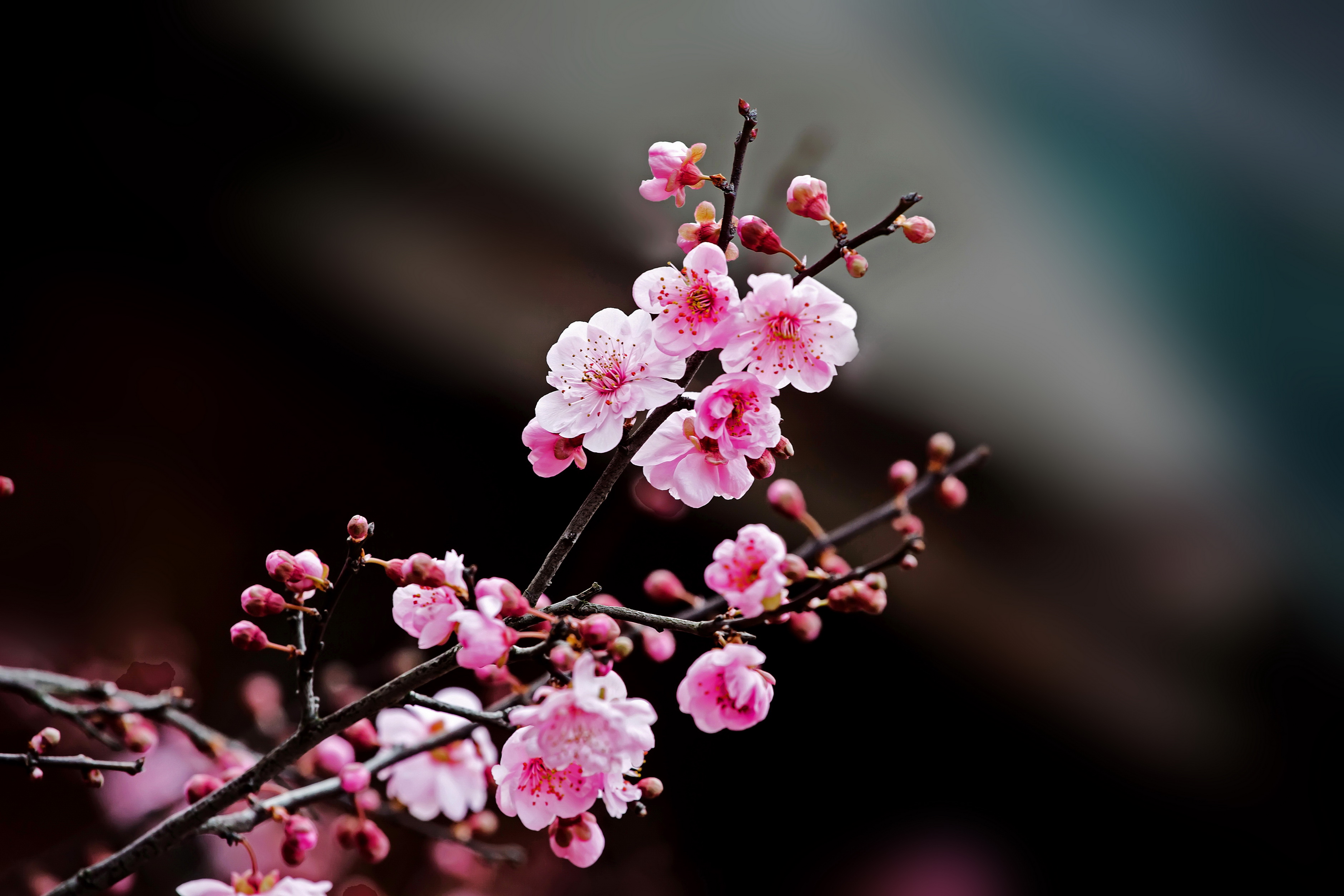 粉色梅花树枝图片_4252