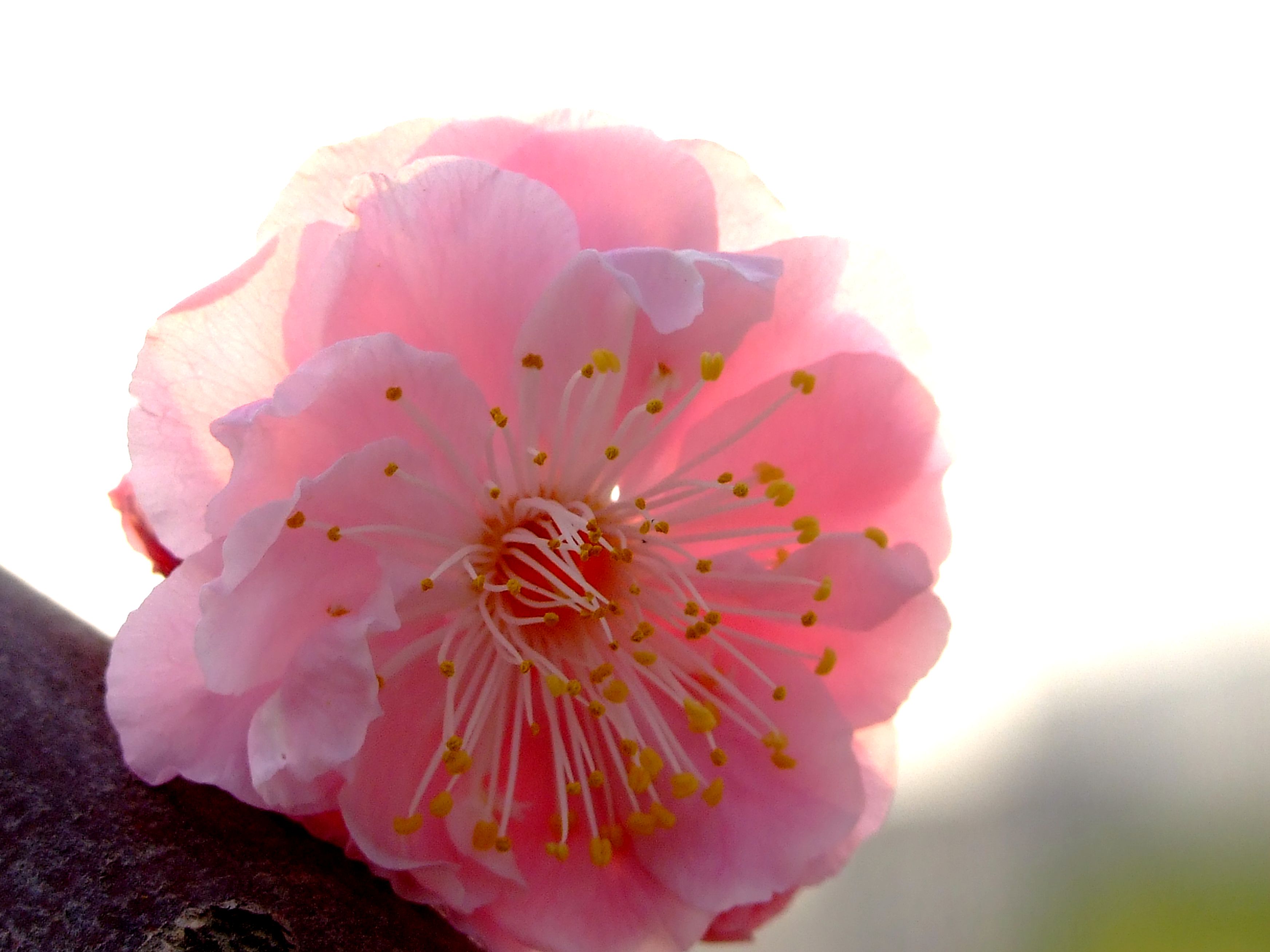 粉色梅花高清图片_4240