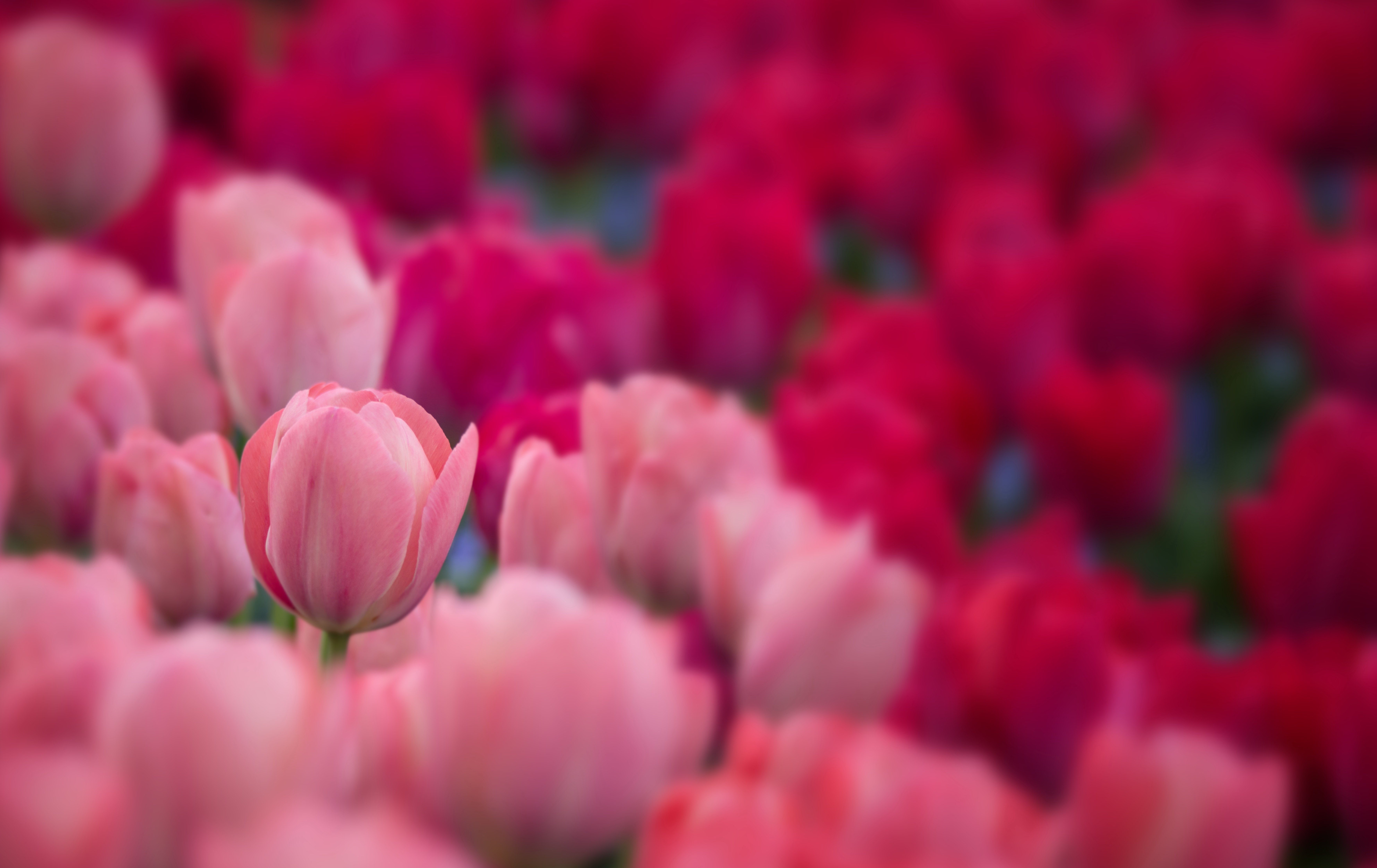 粉色红色的郁金香花7K图_6803