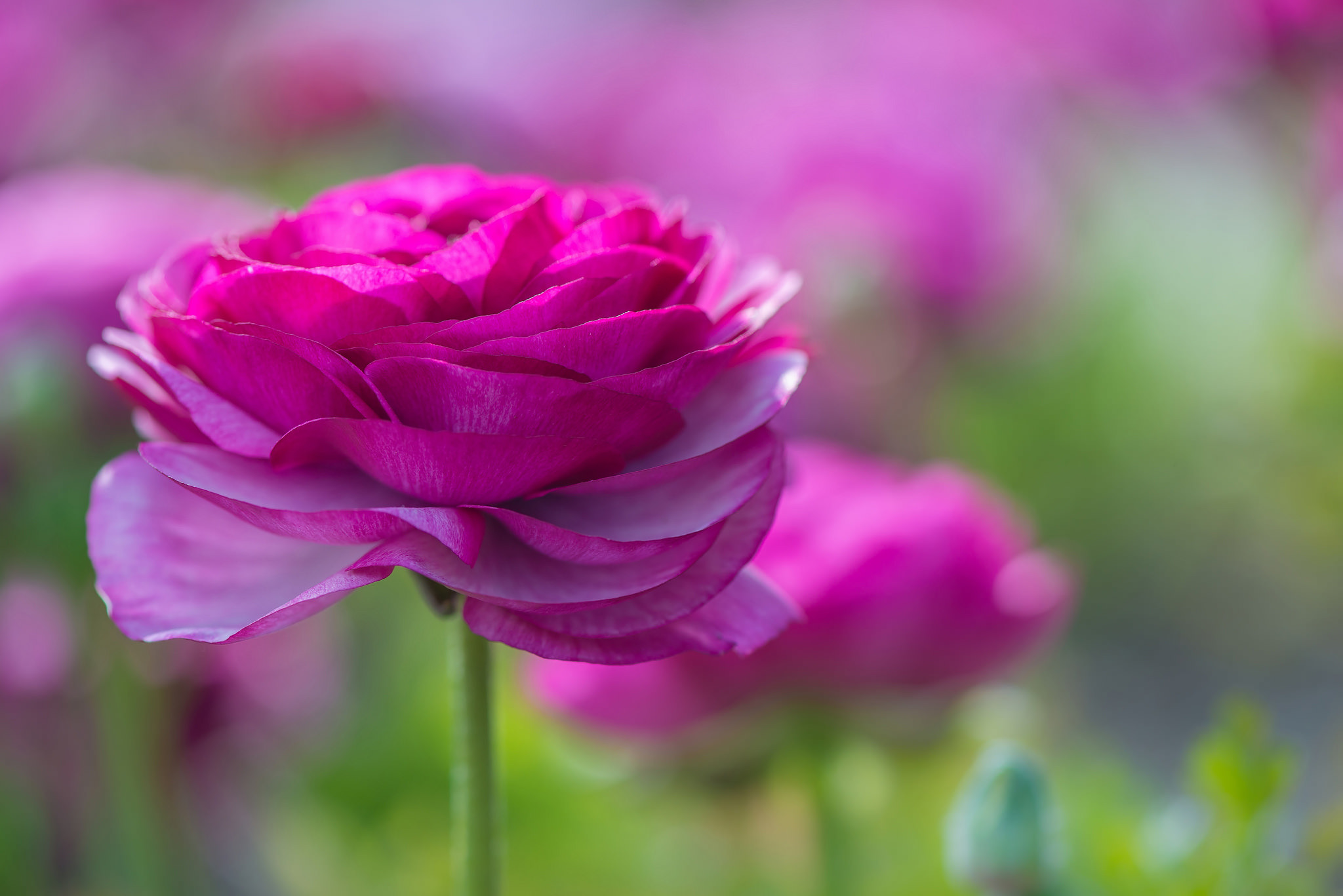 粉色花瓣花朵摄影图片_3776