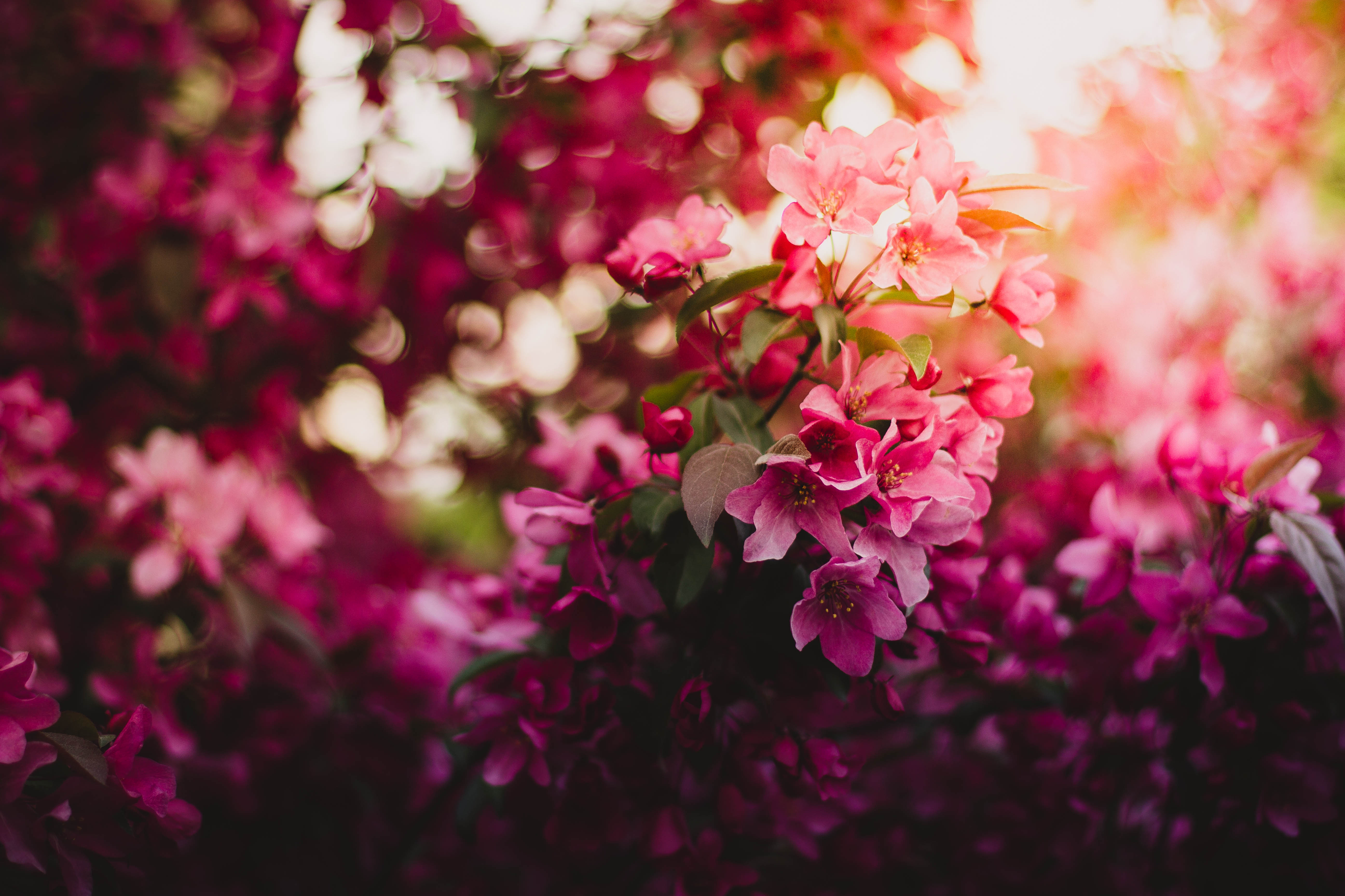 粉色鲜花5k图片_6213
