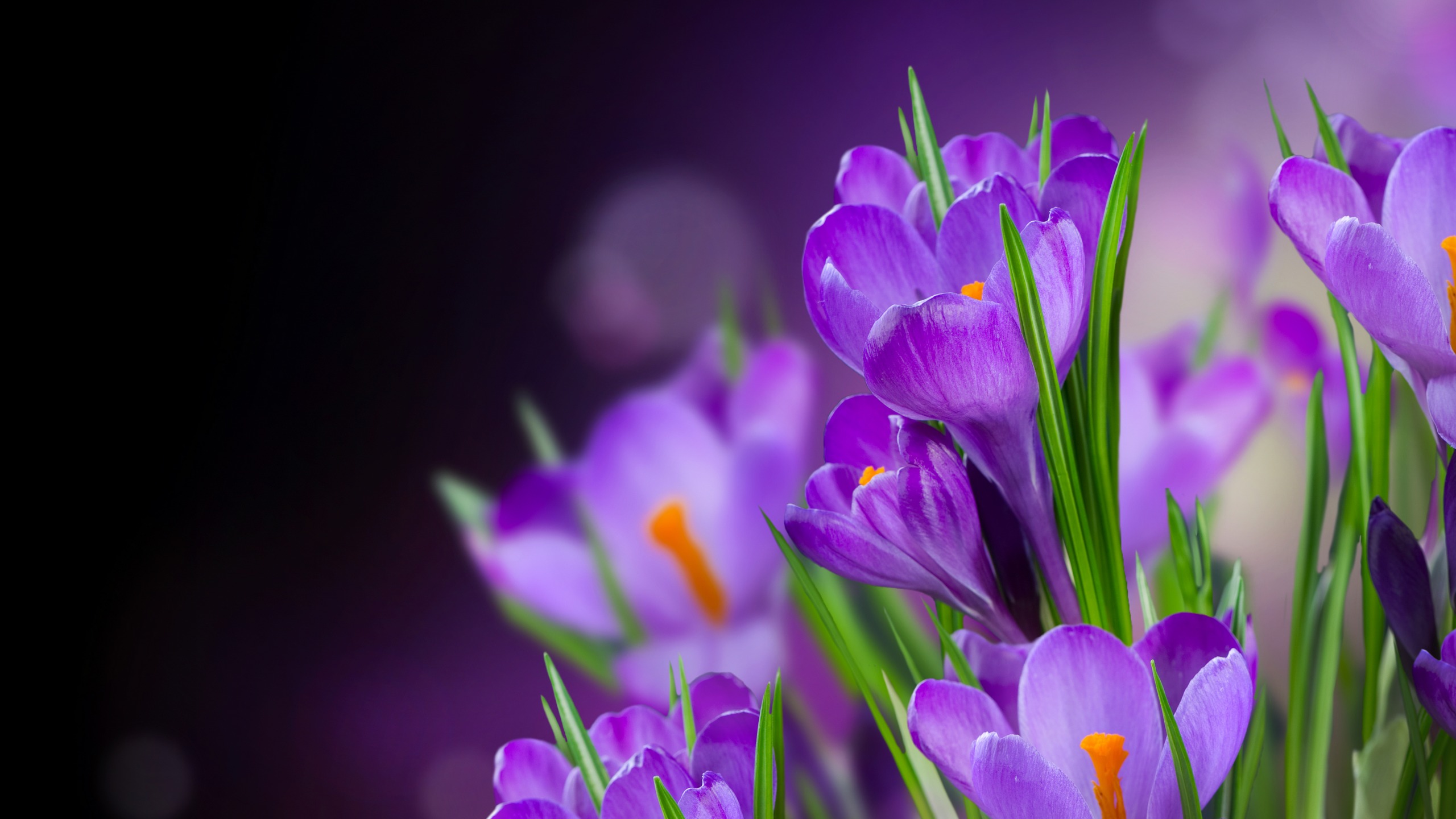 紫色番红花图片_3970