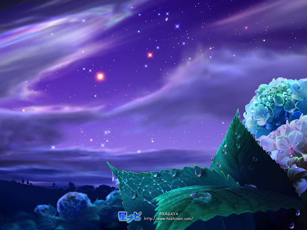 紫阳花 梦幻星空图片_4347