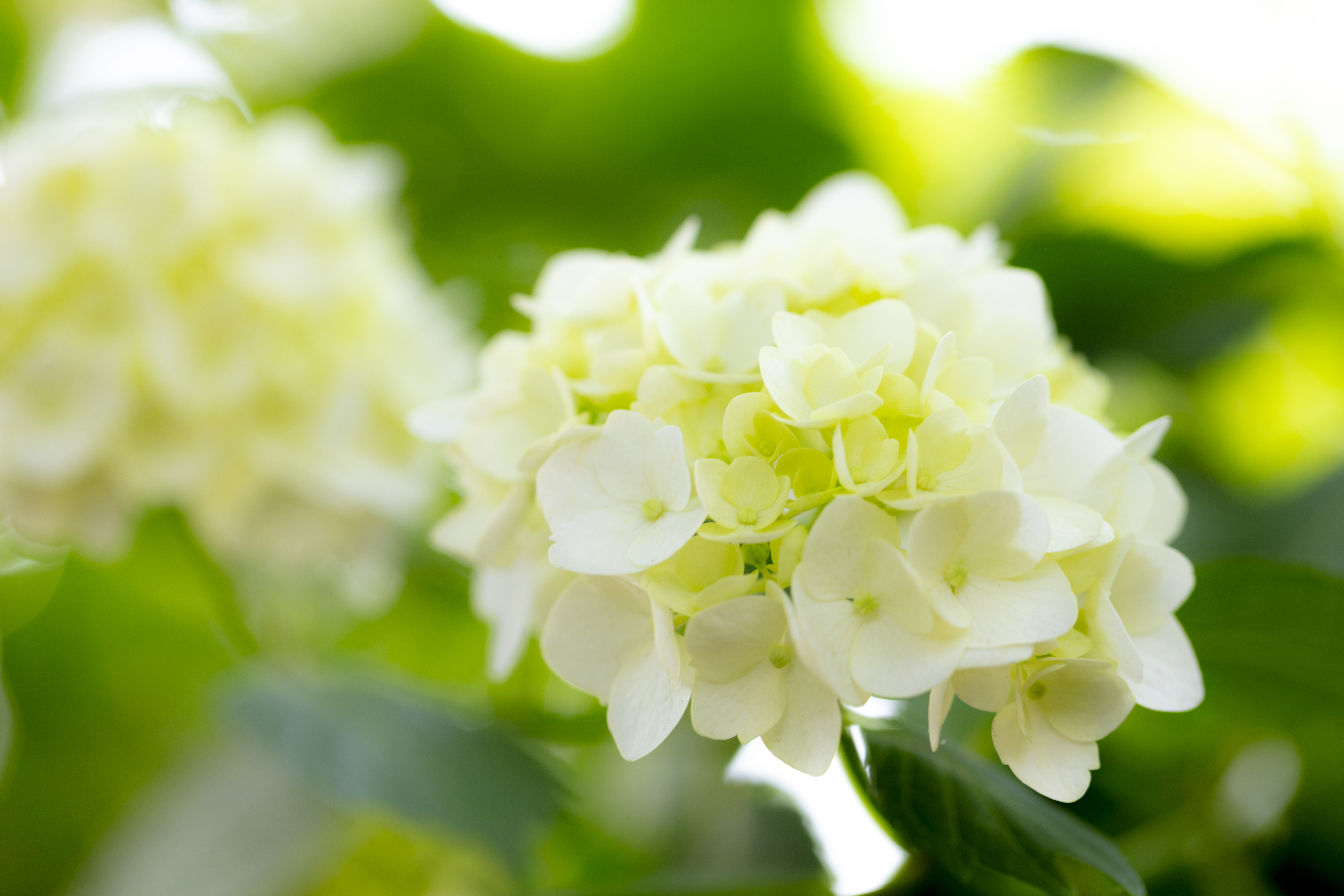 紫阳花4k壁纸_20758
