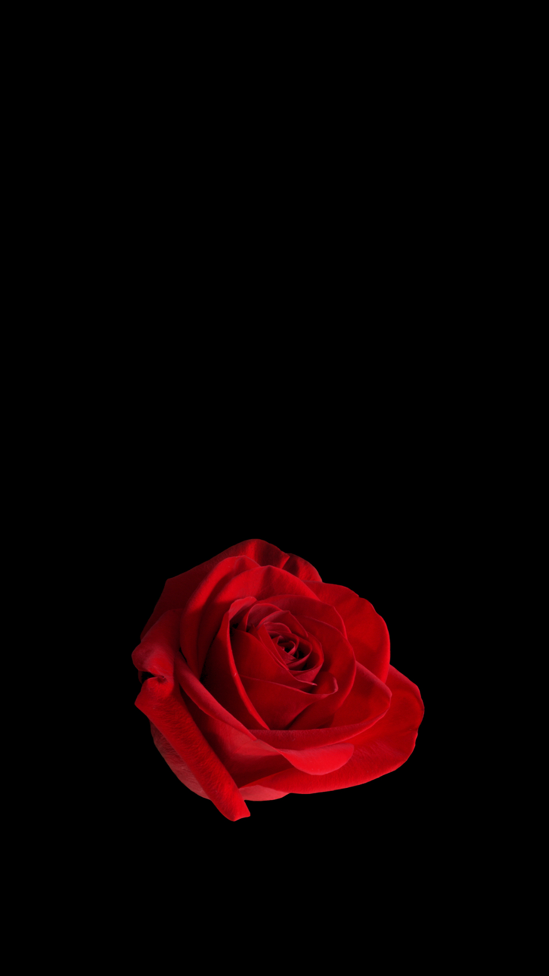 红玫瑰黑色背景1080x192_16968