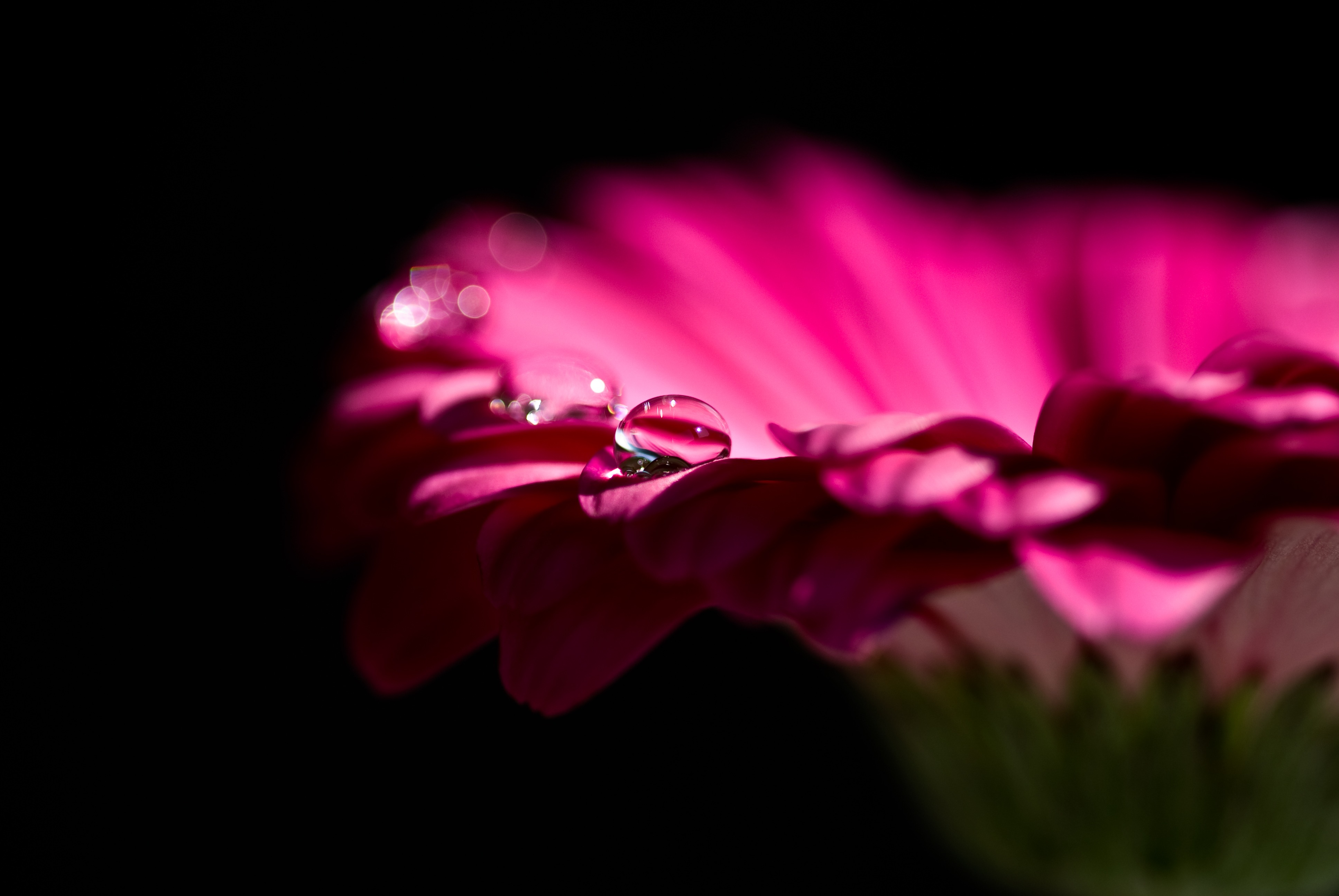 红紫非洲菊 水珠 4k壁纸_6468