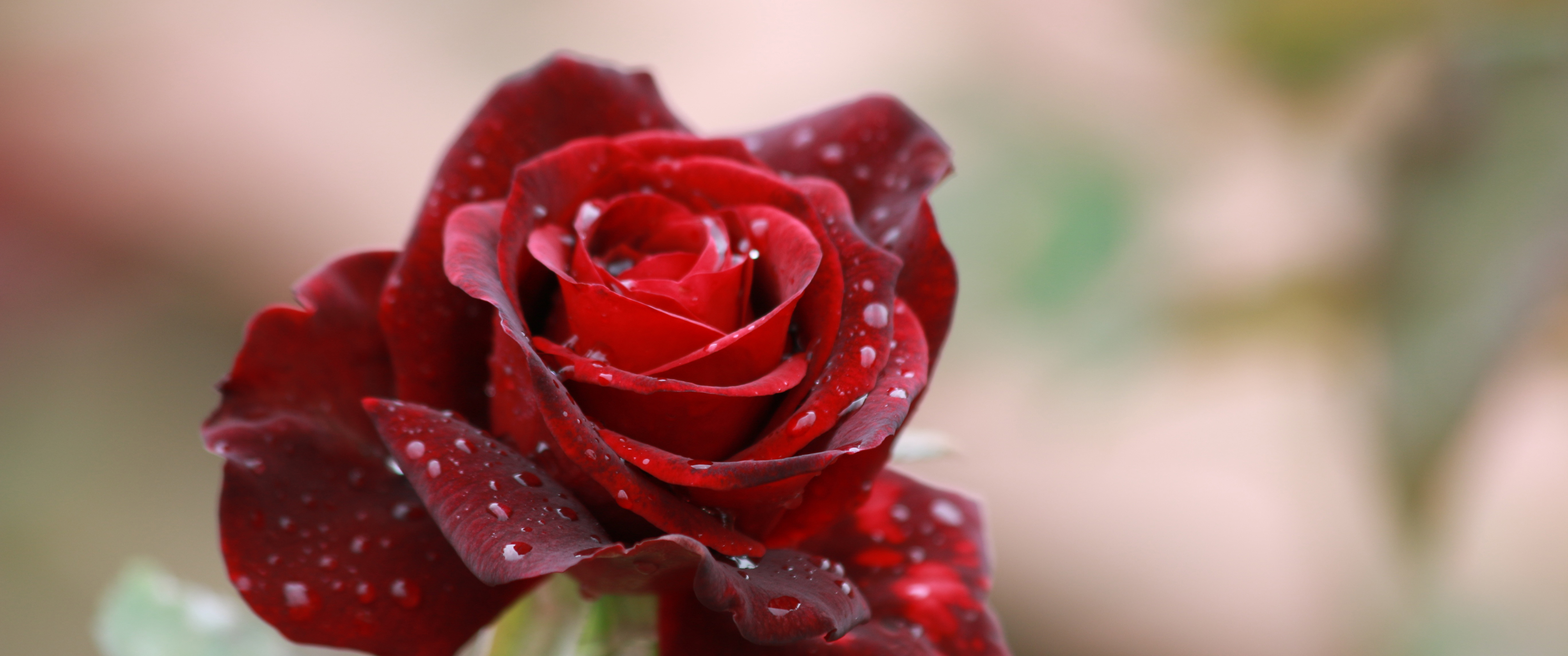 红色玫瑰花3440x1440壁_18598