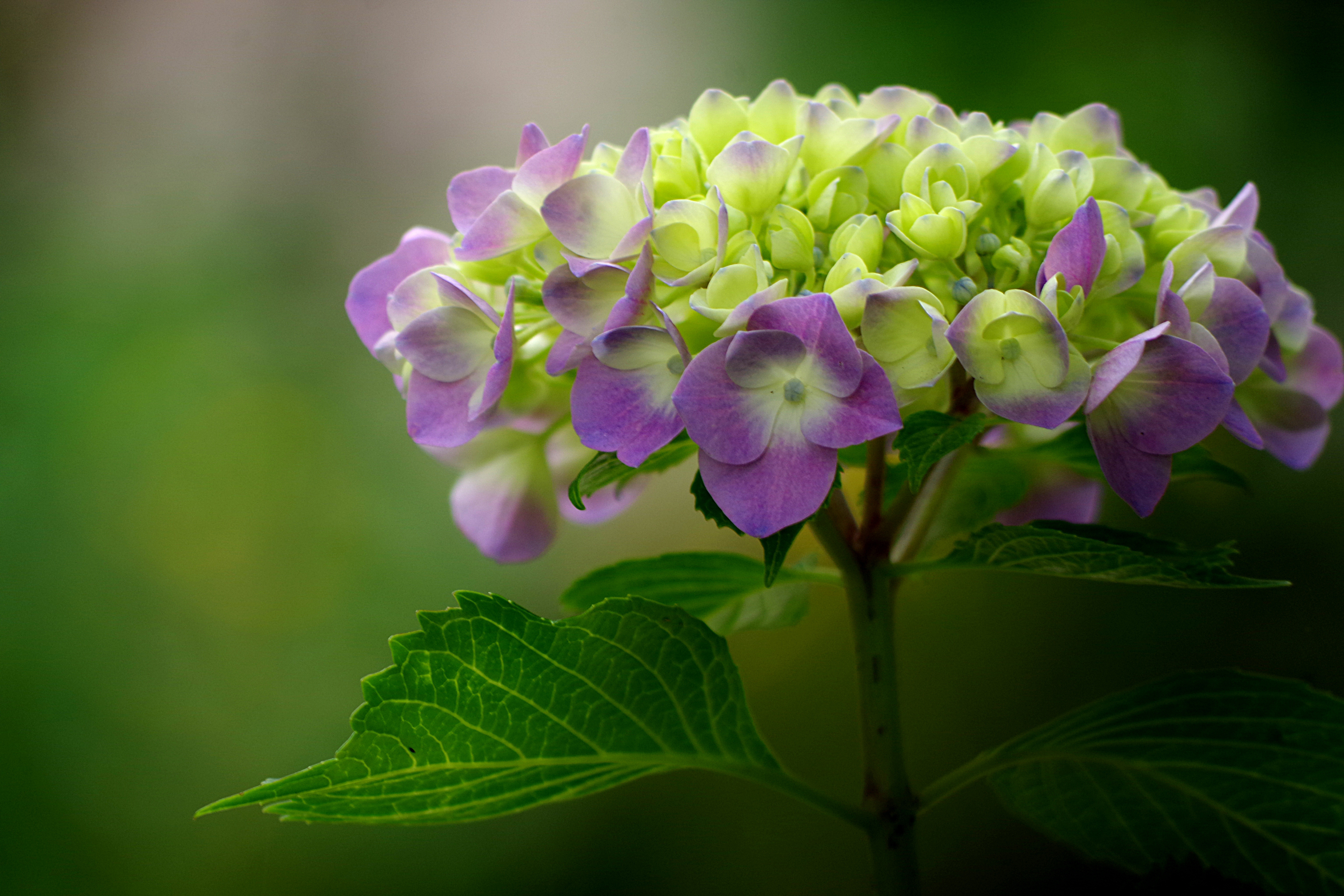 绣球花高清图片_17333